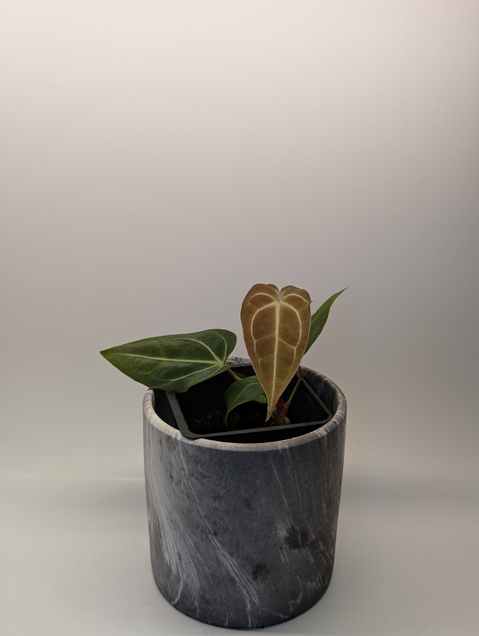 Anthurium (Besseae x Magnificum) x Forgetii