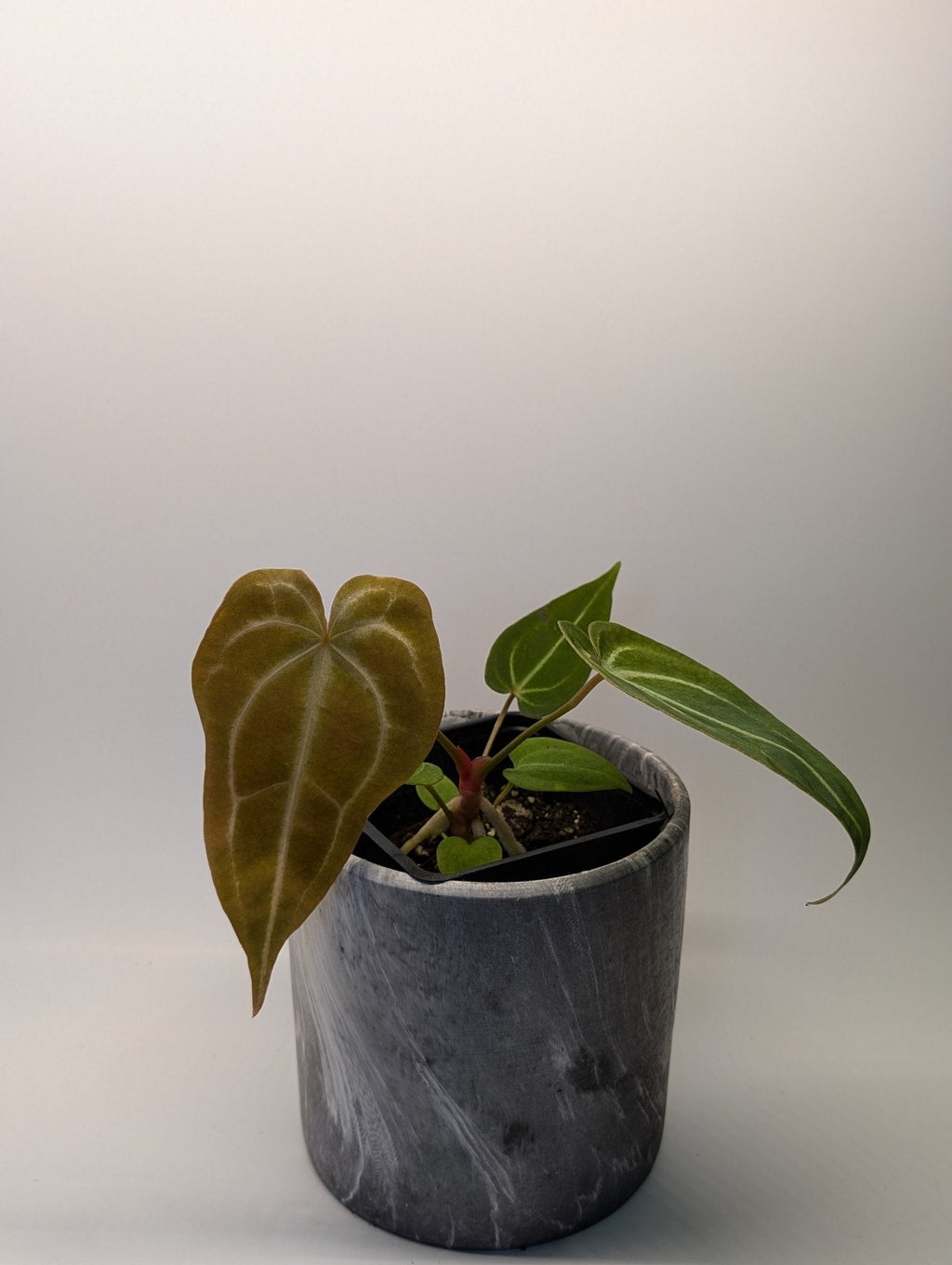 Anthurium (Besseae x Magnificum) x Forgetii