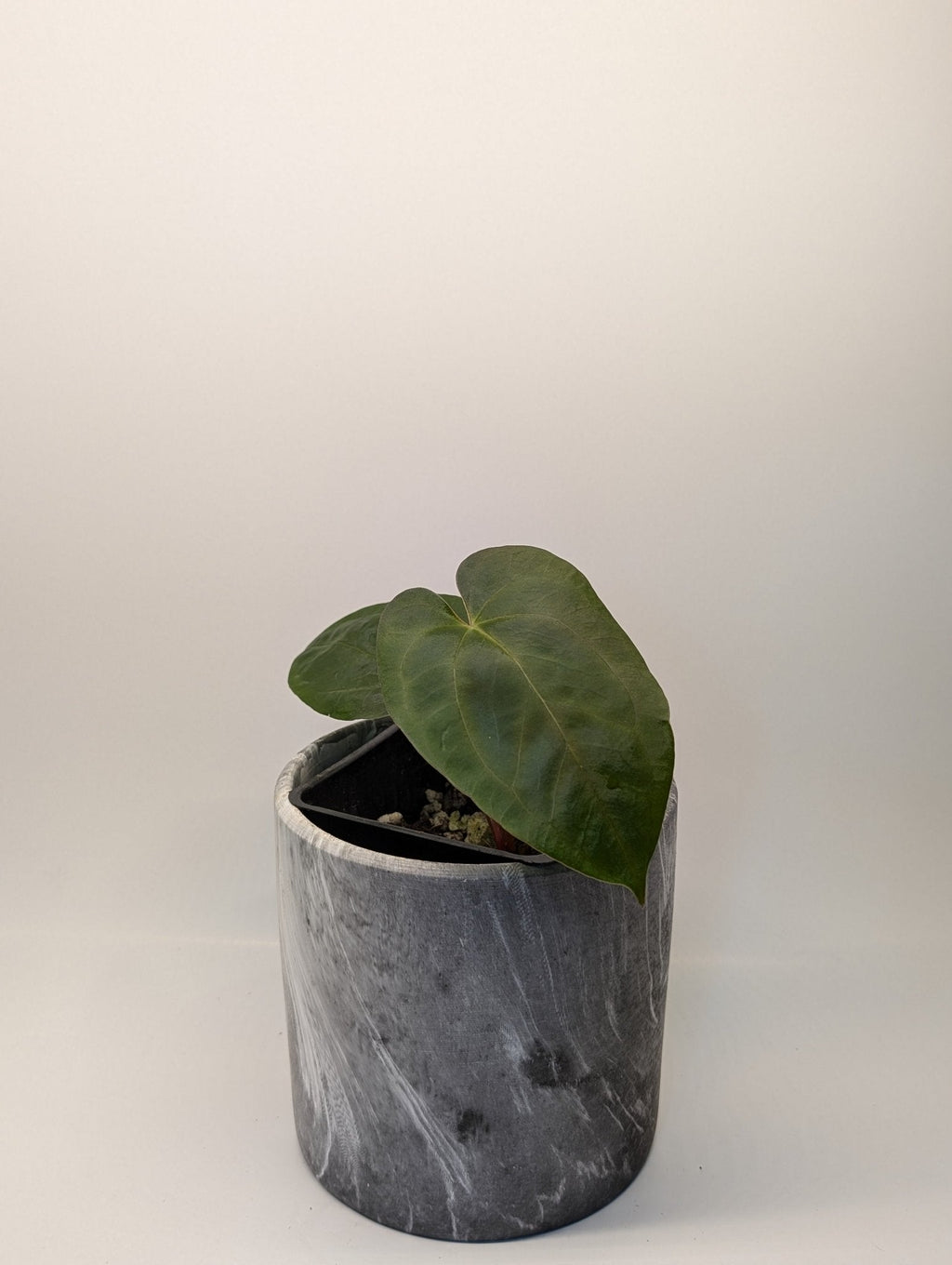 Anthurium (Dark Crystallinum x Papilliamium) x (FSRL x FS S1)