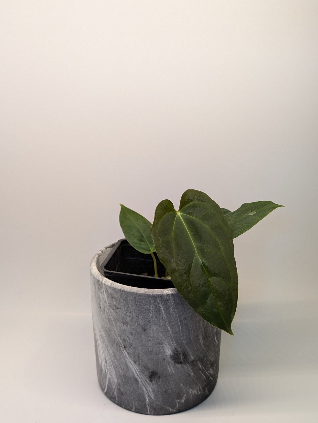 Anthurium (Dark Crystallinum x Papilliamium) x (FSRL x FS S1)