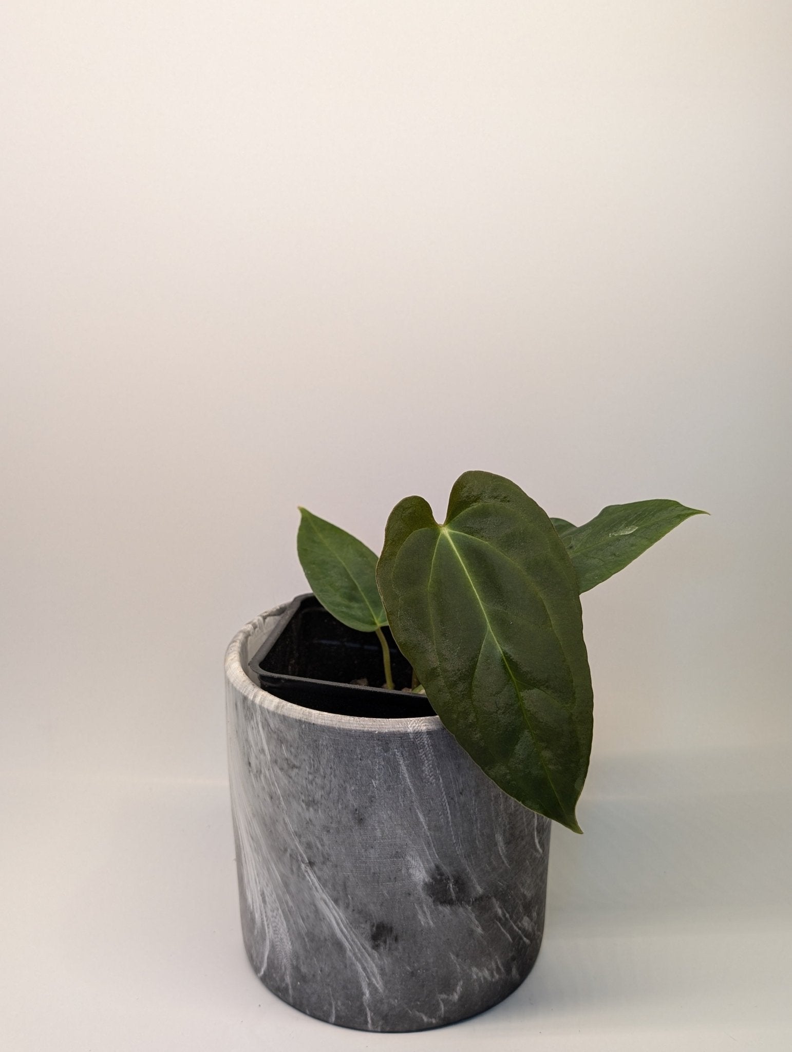 Anthurium (Dark Crystallinum x Papilliamium) x (FSRL x FS S1)