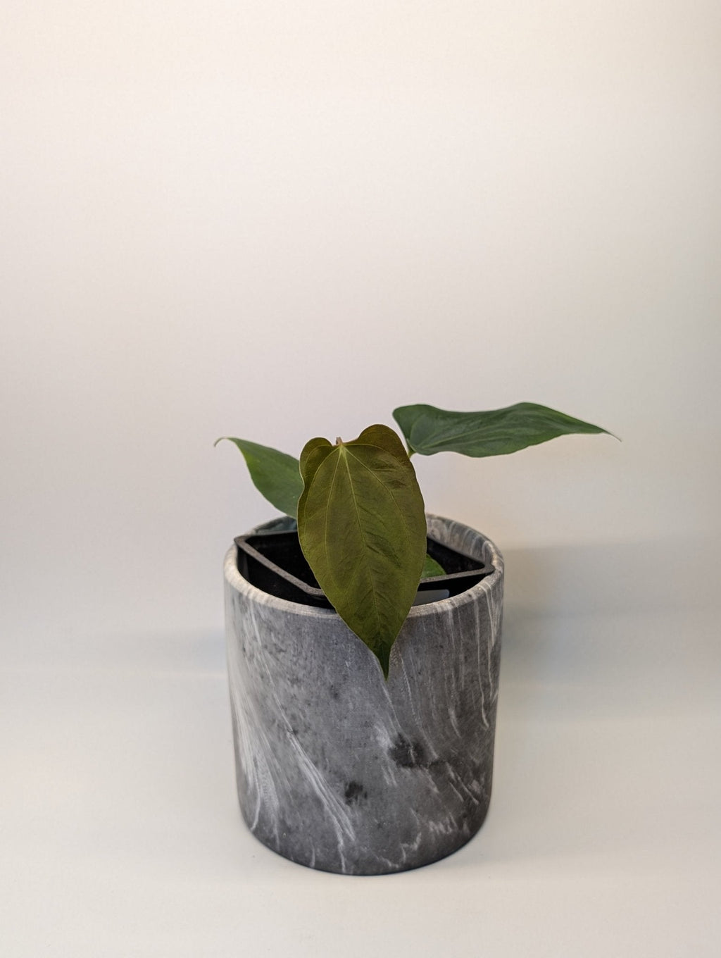 Anthurium (Dark Crystallinum x Papilliamium) x (FSRL x FS S1)