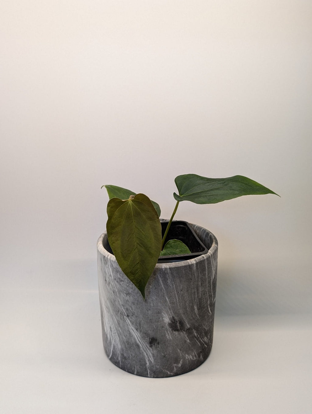 Anthurium (Dark Crystallinum x Papilliamium) x (FSRL x FS S1)