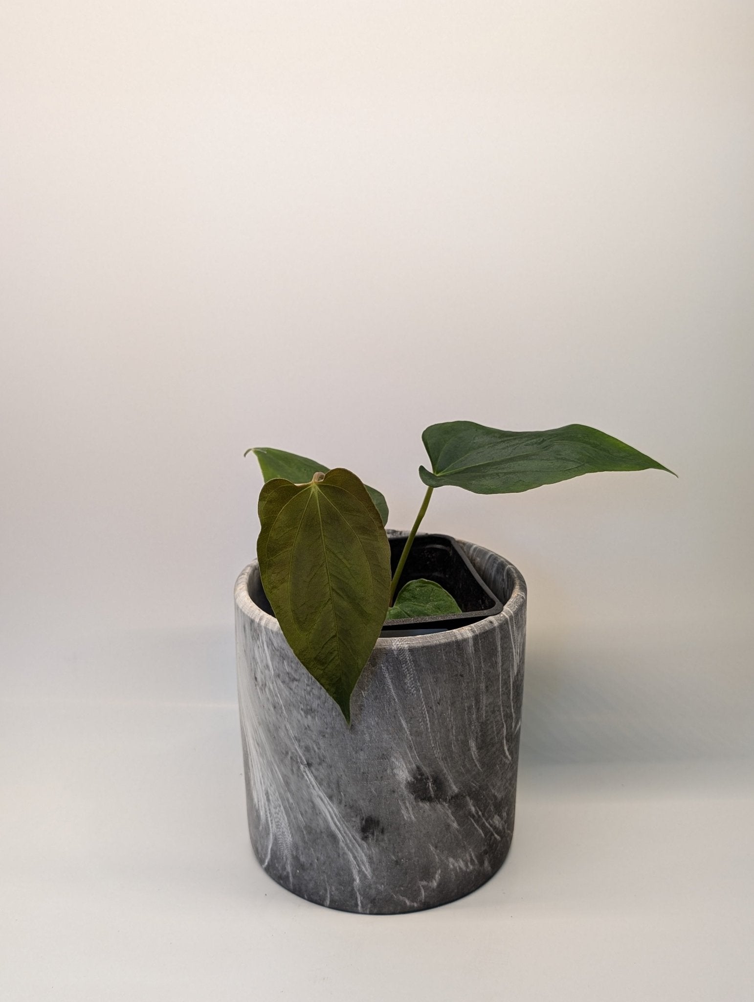 Anthurium (Dark Crystallinum x Papilliamium) x (FSRL x FS S1)