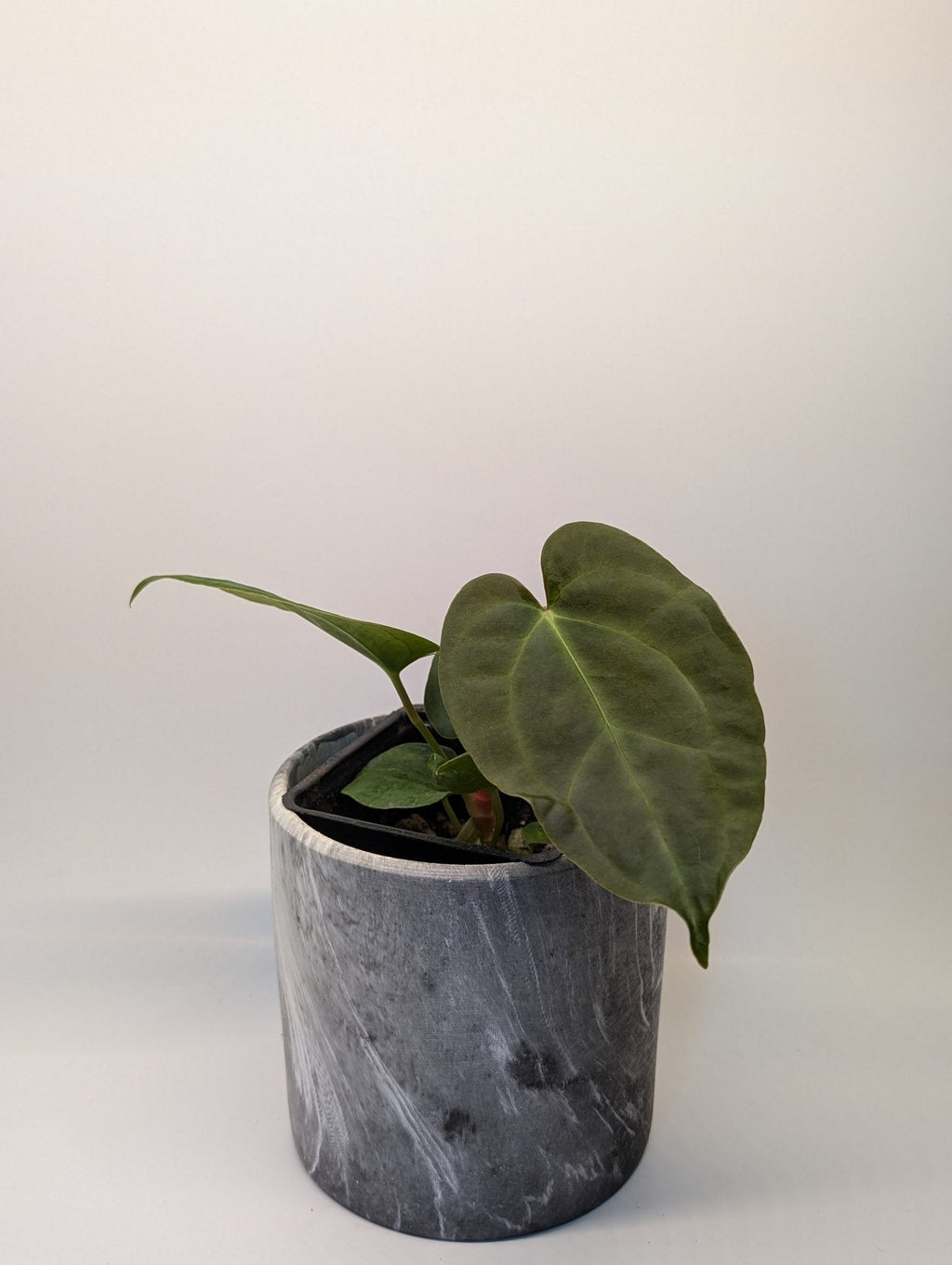 Anthurium (Dark Crystallinum x Papilliamium) x (FSRL x FS S1)