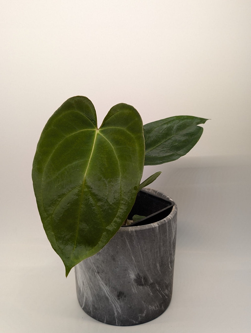 Anthurium (Dark Crystallinum x Papilliamium) x (FSRL x FS S1)