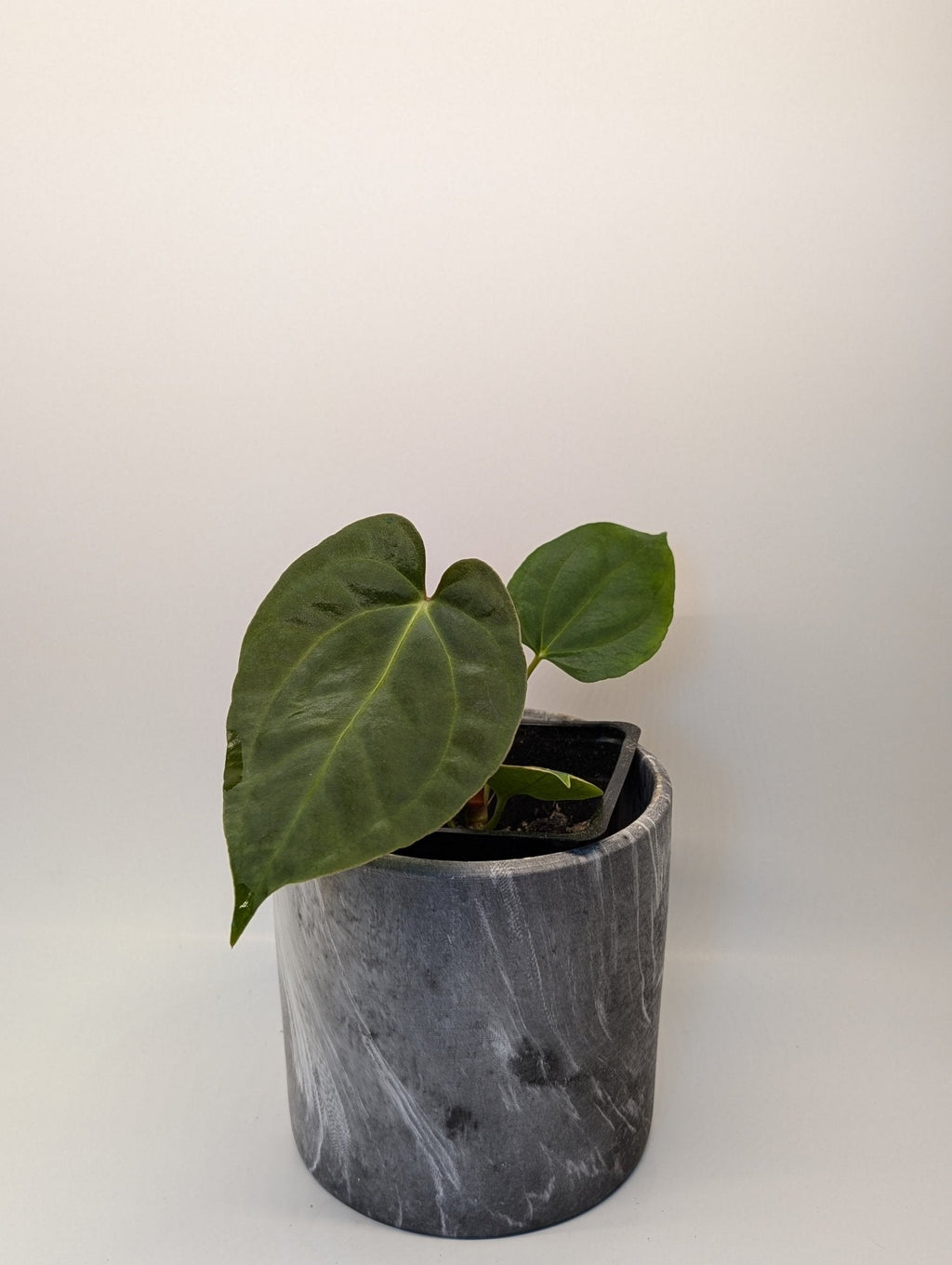 Anthurium (Dark Crystallinum x Papilliamium) x (FSRL x FS S1)