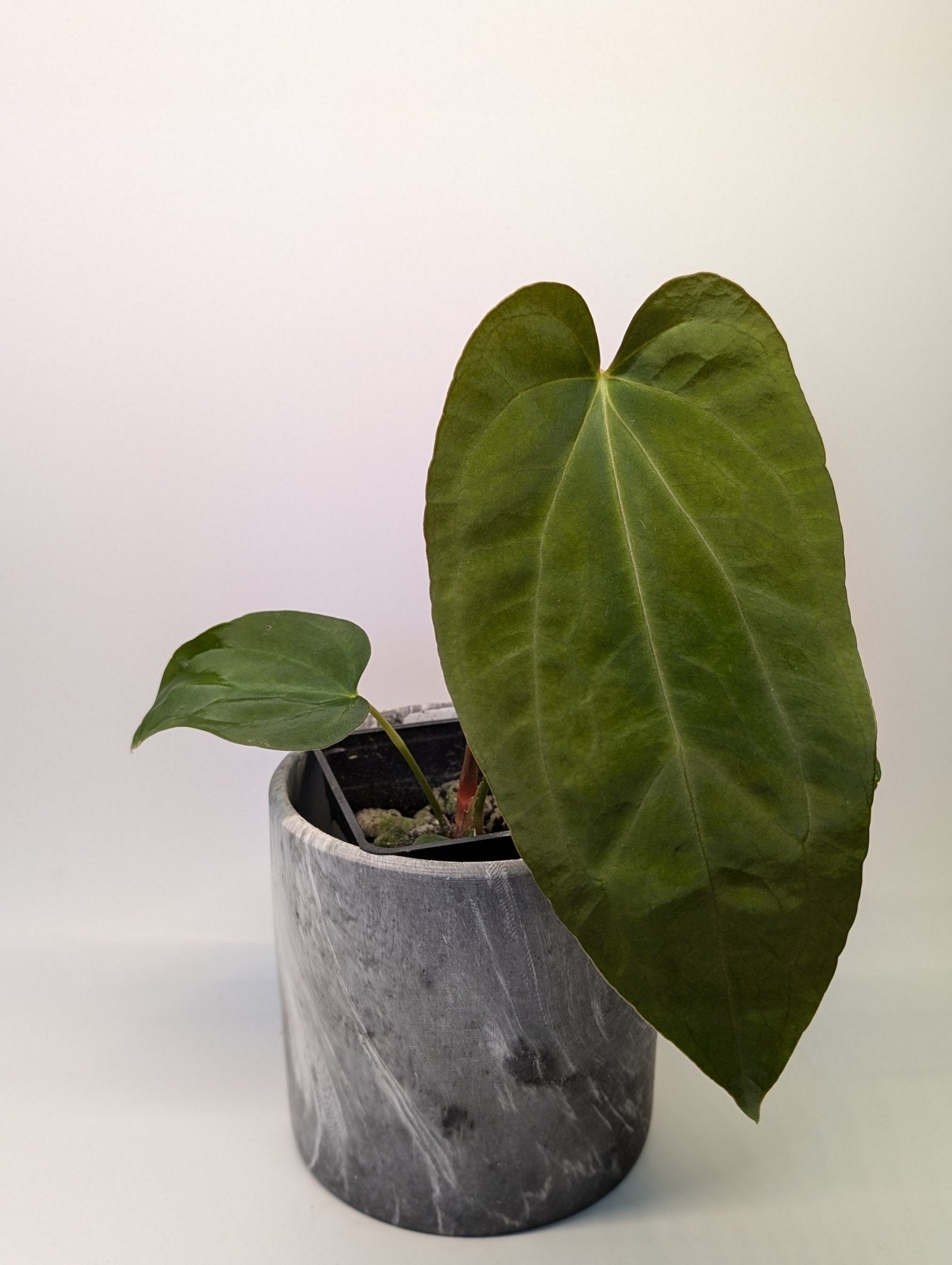 Anthurium (Dark Crystallinum x Papilliamium) x (FSRL x FS S1)