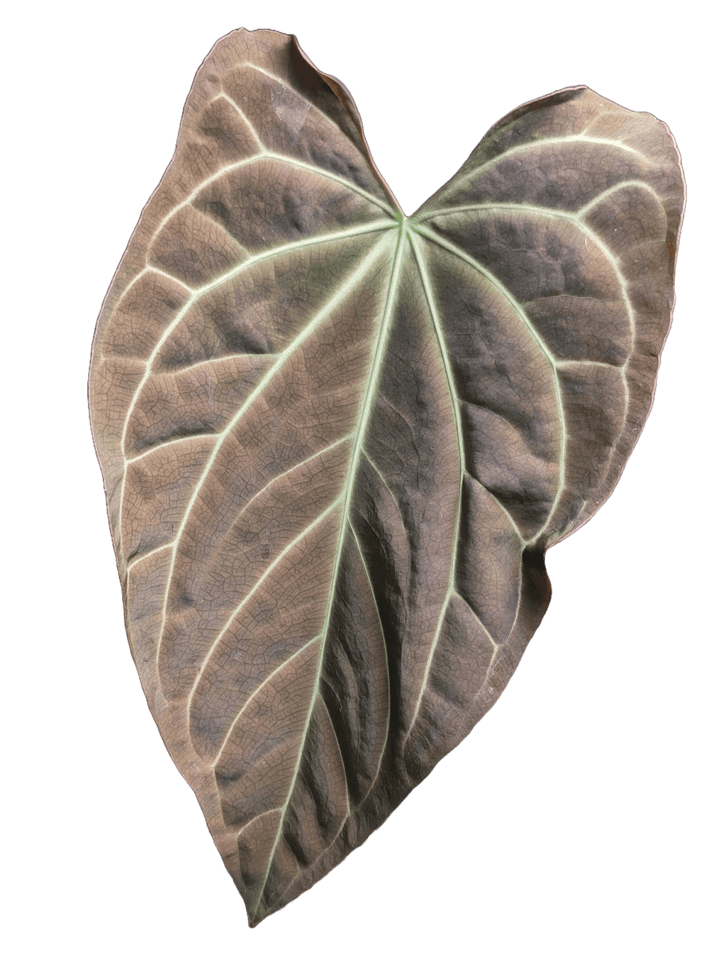 Anthurium (Dark Crystallinum x Papilliamium) x (FSRL x FS S1)