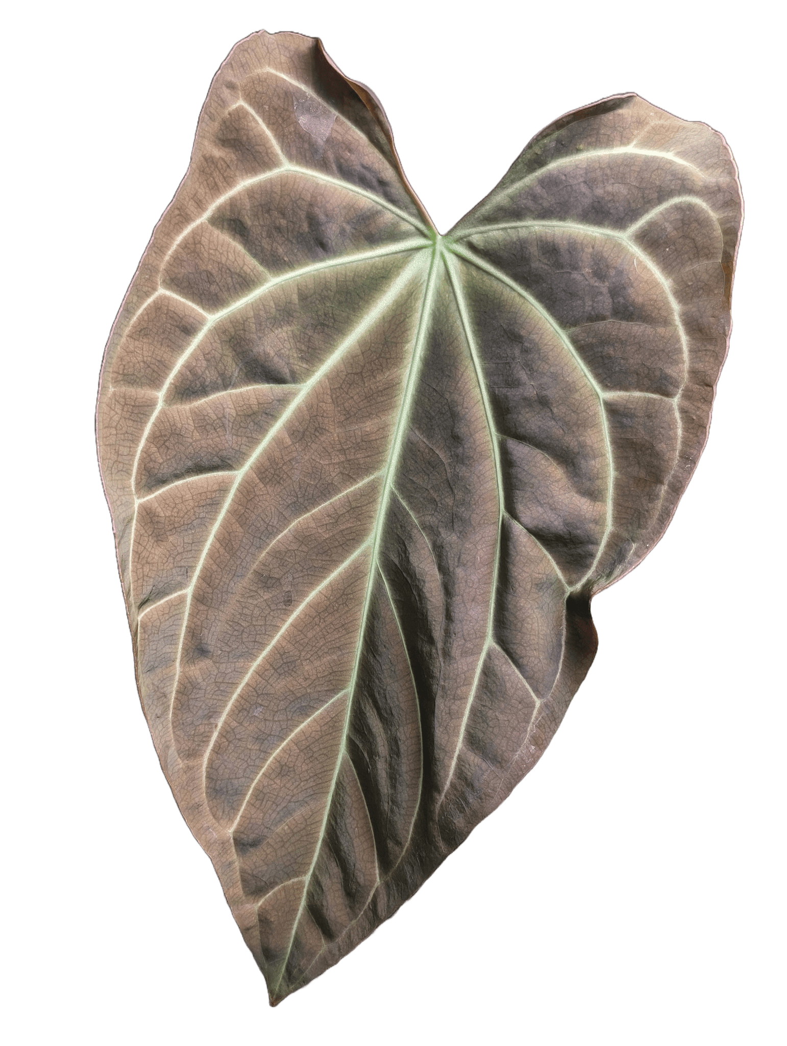 Anthurium (Dark Crystallinum x Papilliamium) x (FSRL x FS S1)