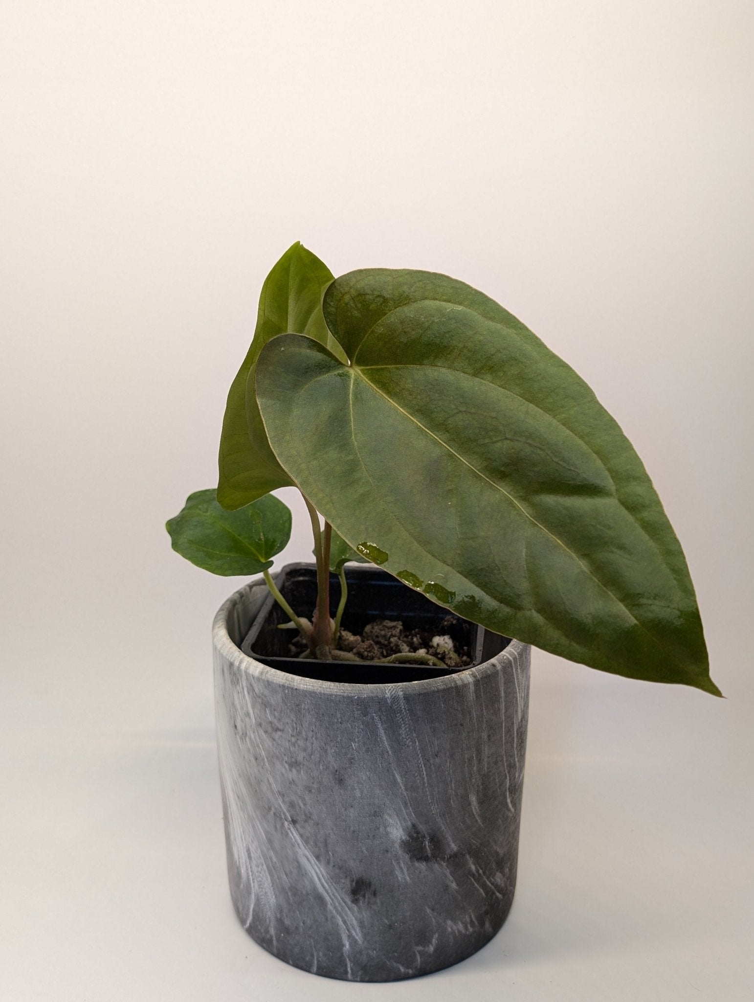 Anthurium (Dark Crystallinum x Papilliamium) x (FSRL x FS S1)