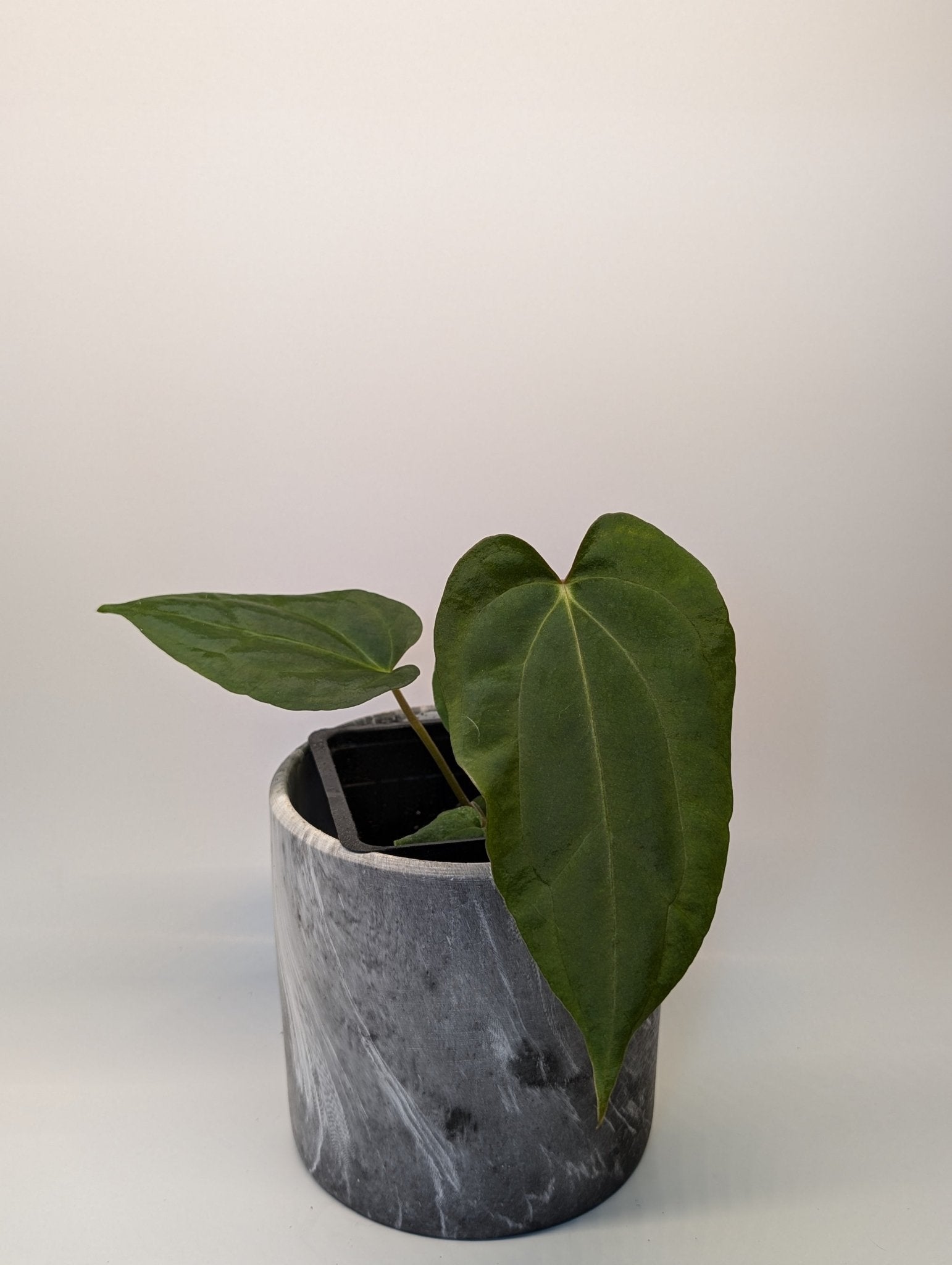 Anthurium (Dark Crystallinum x Papilliamium) x (FSRL x FS S1)