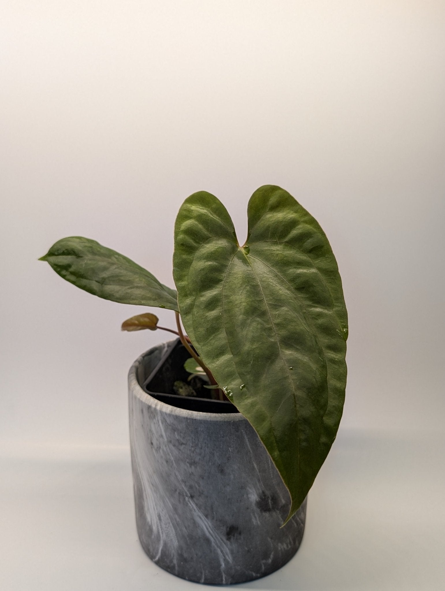 Anthurium (FSRL x FS S1) x (BVEP x Panamama 3.0)