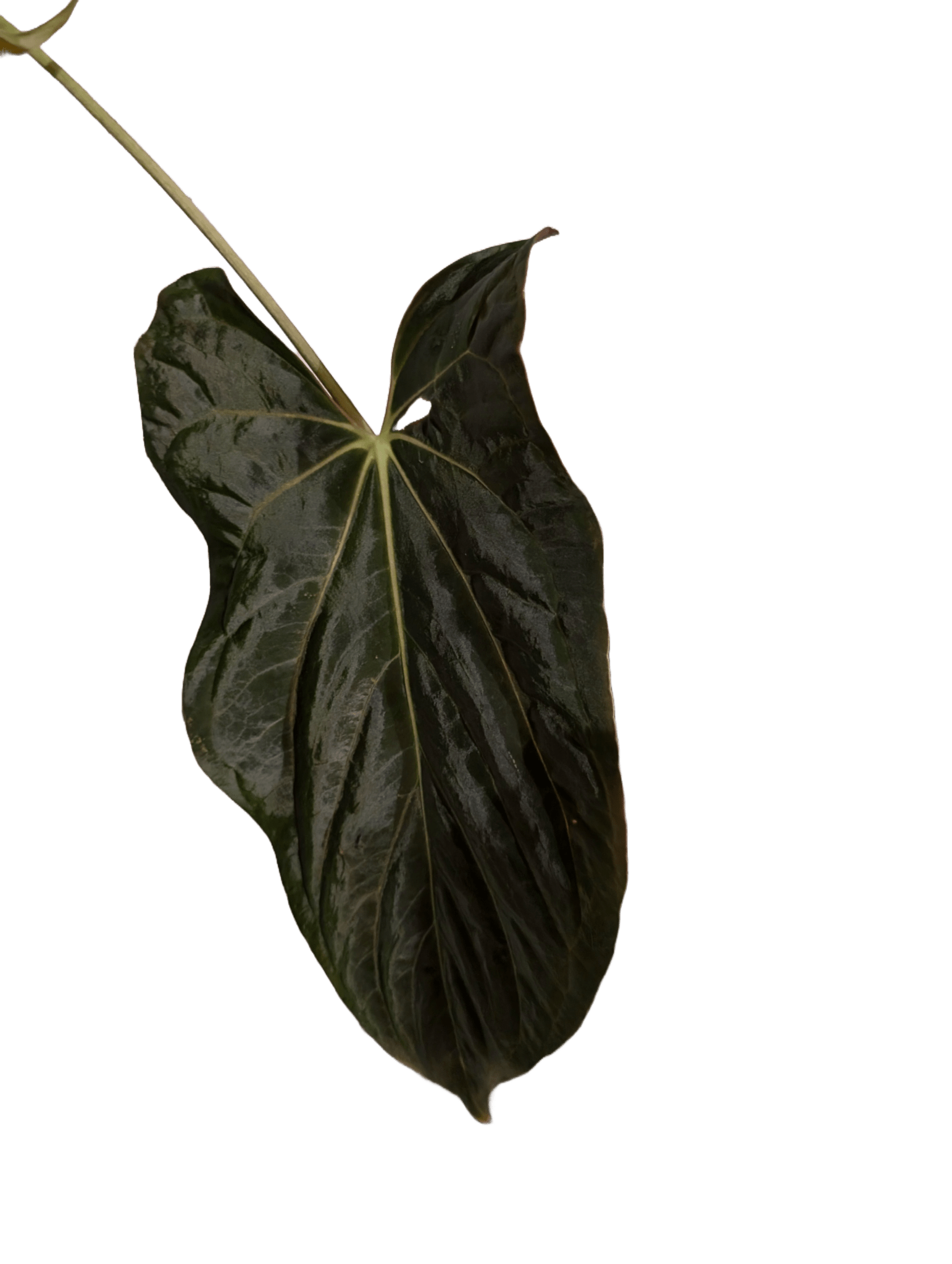 Anthurium (FSRL x FS S1) x (BVEP x Panamama 3.0)