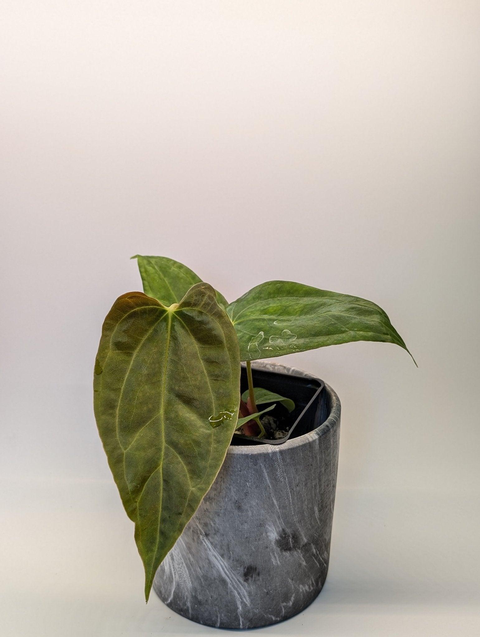 Anthurium (FSRL x FS S1) x (BVEP x Panamama 3.0)