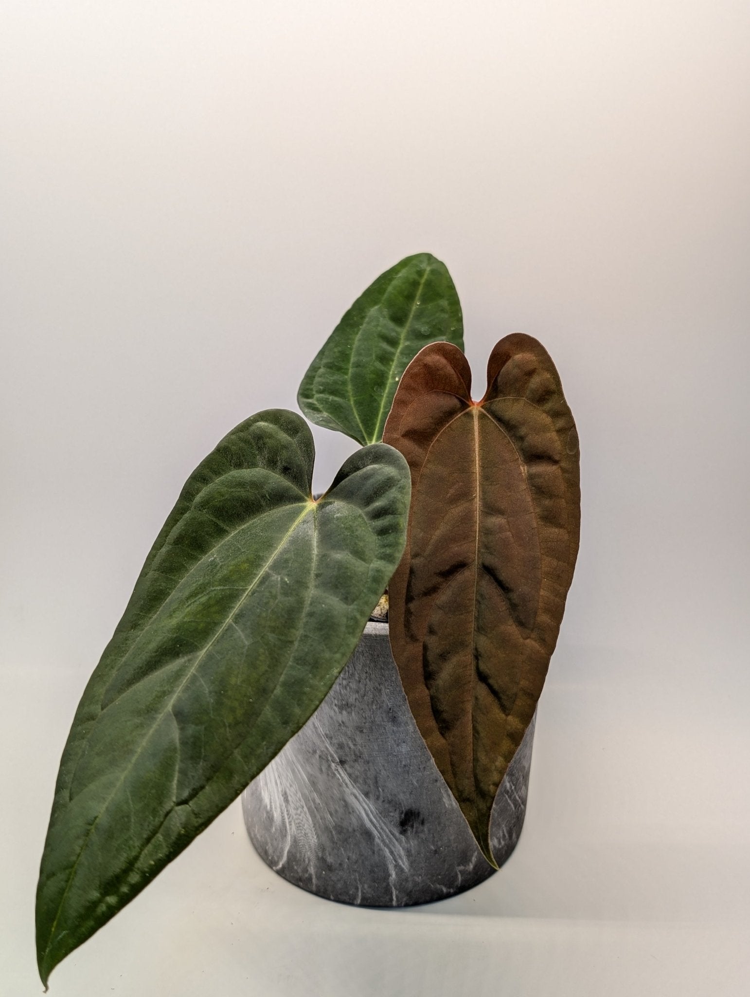 Anthurium (FSRL x FS S1) x (BVEP x Panamama 3.0)