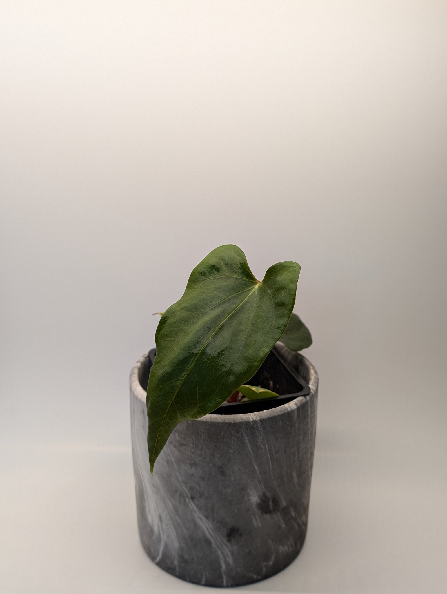 Anthurium (FSRL x FS S1) x (BVEP x Panamama 3.0)