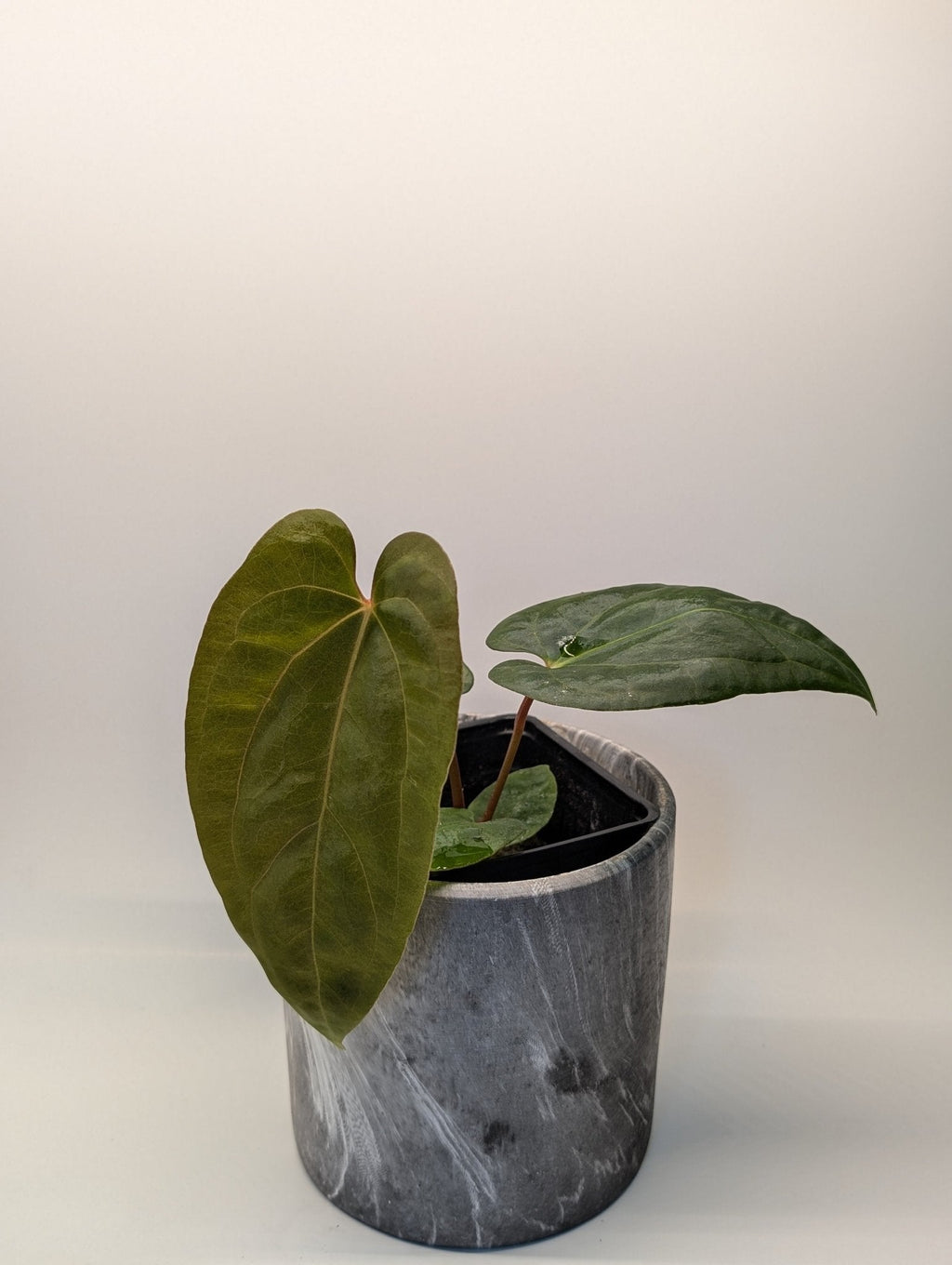 Anthurium (FSRL x FS S1) x (BVEP x Panamama 3.0)