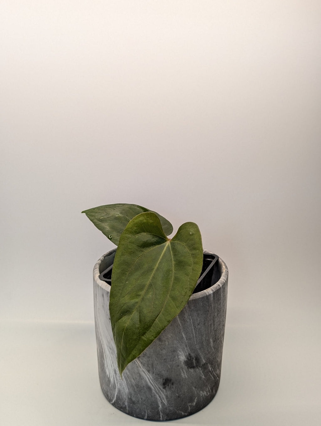 Anthurium (FSRL x FS S1) x (BVEP x Panamama 3.0)