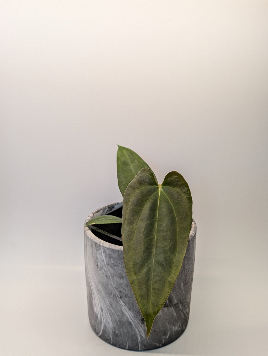 Anthurium (FSRL x FS S1) x (BVEP x Panamama 3.0)