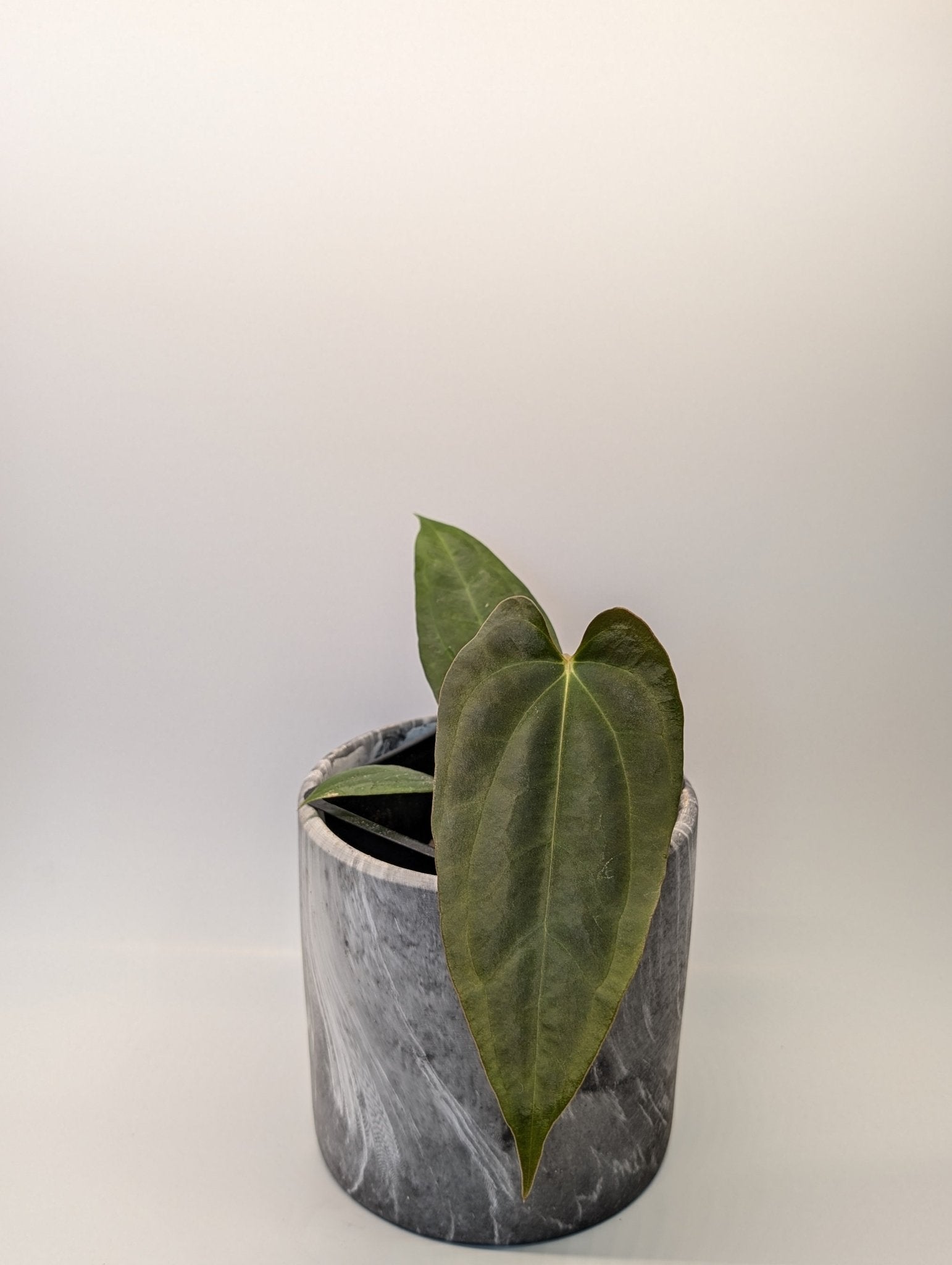 Anthurium (FSRL x FS S1) x (BVEP x Panamama 3.0)