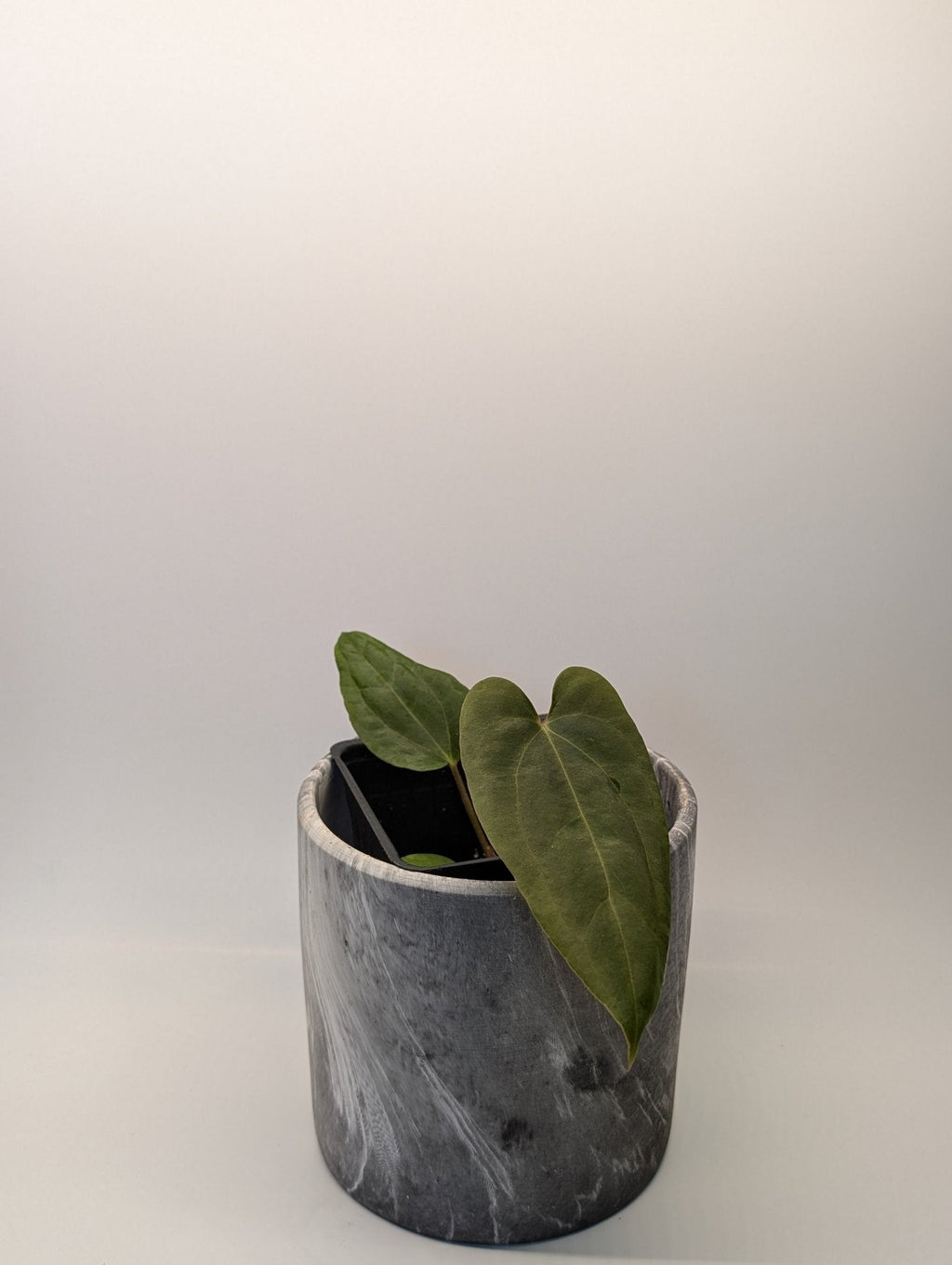 Anthurium (FSRL x FS S1) x (BVEP x Panamama 3.0)