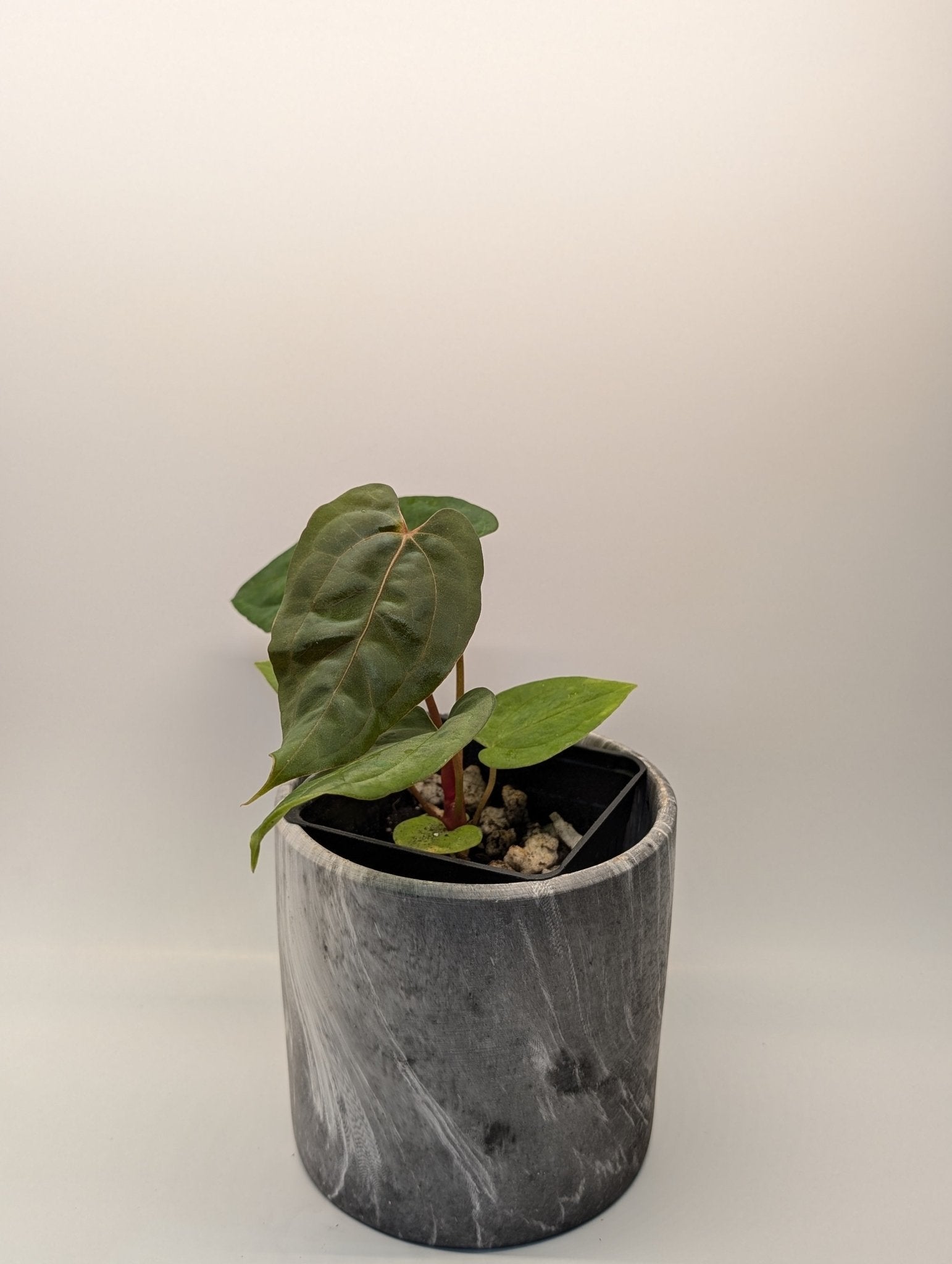 Anthurium (FSRL x FS S1) x (BVEP x Panamama 3.0)