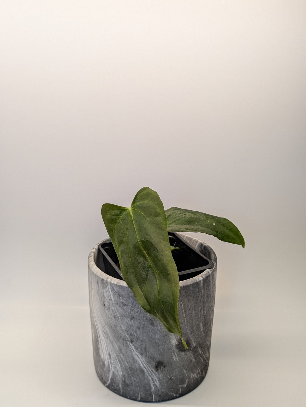 Anthurium (FSRL x FS S1) x (BVEP x Panamama 3.0)