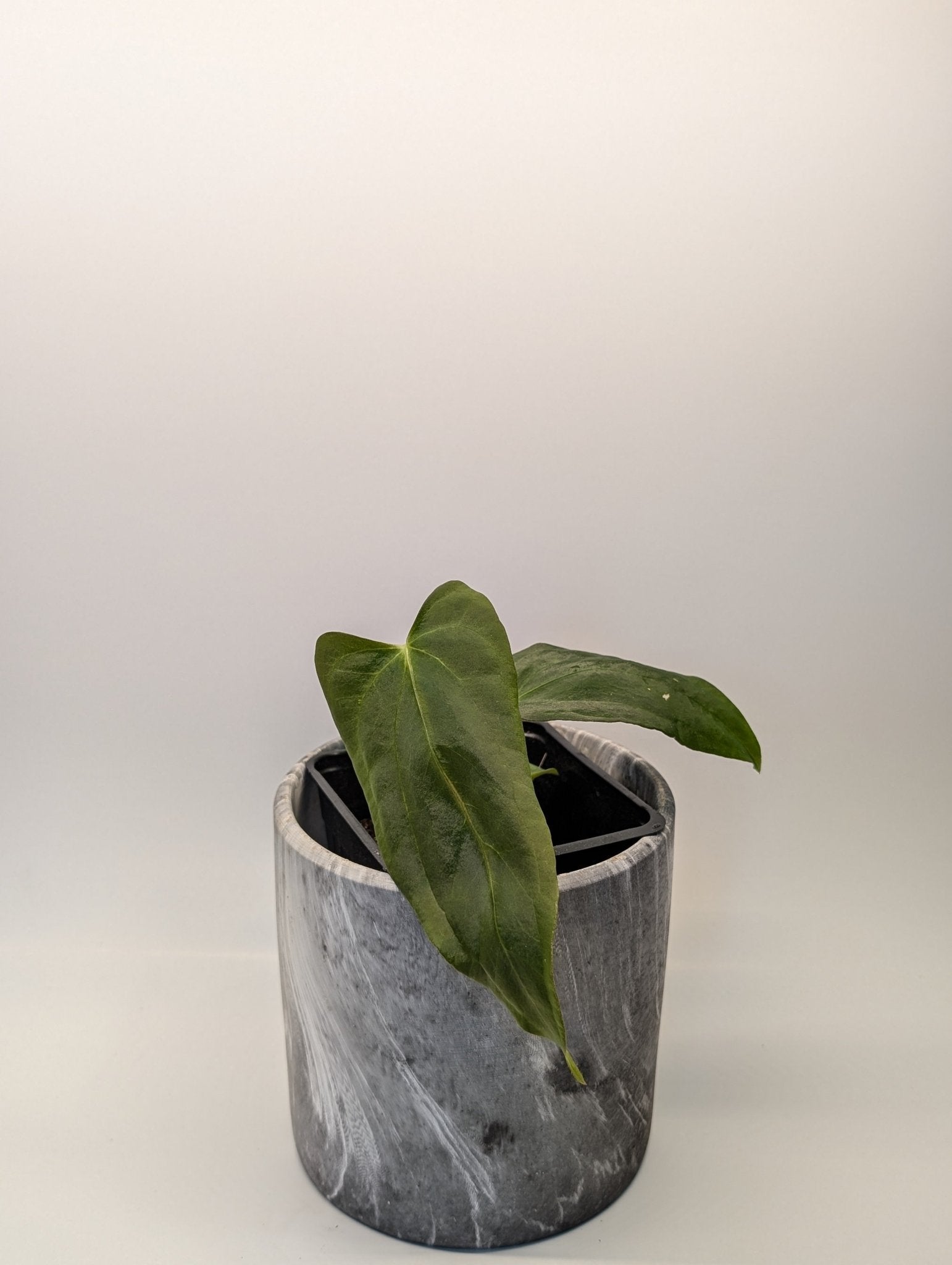 Anthurium (FSRL x FS S1) x (BVEP x Panamama 3.0)