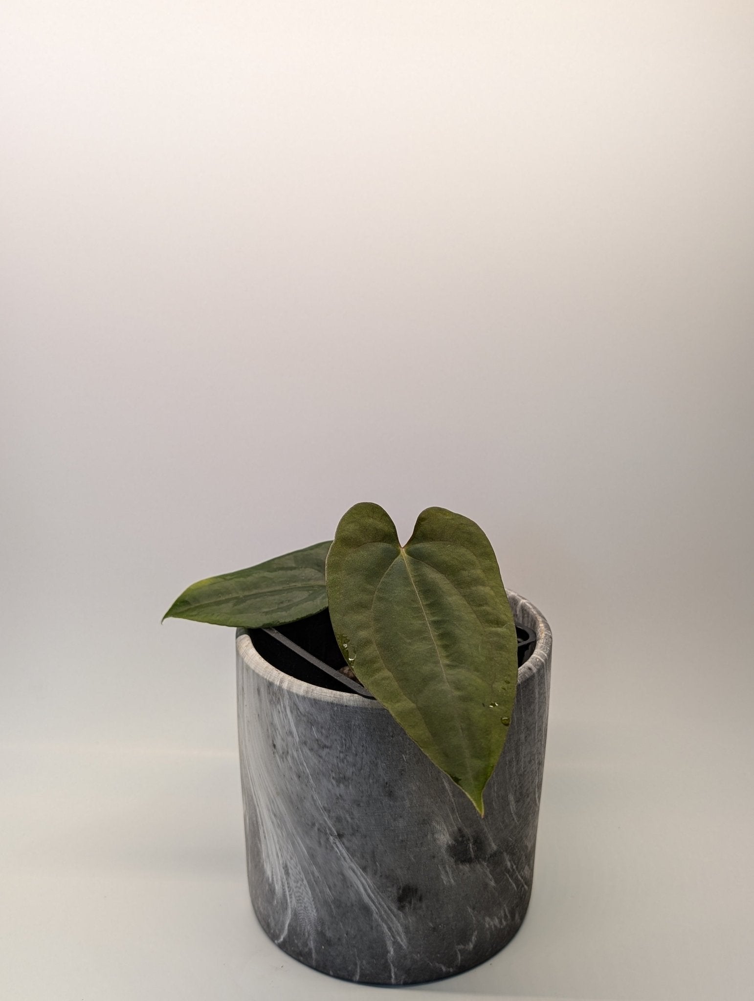 Anthurium (FSRL x FS S1) x (BVEP x Panamama 3.0)