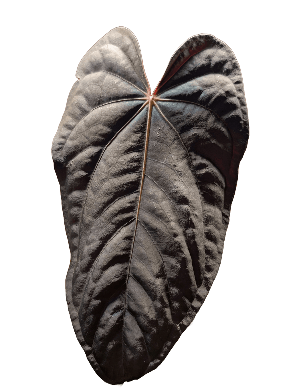 Anthurium (FSRL x FS S1) x (BVEP x Panamama 3.0)