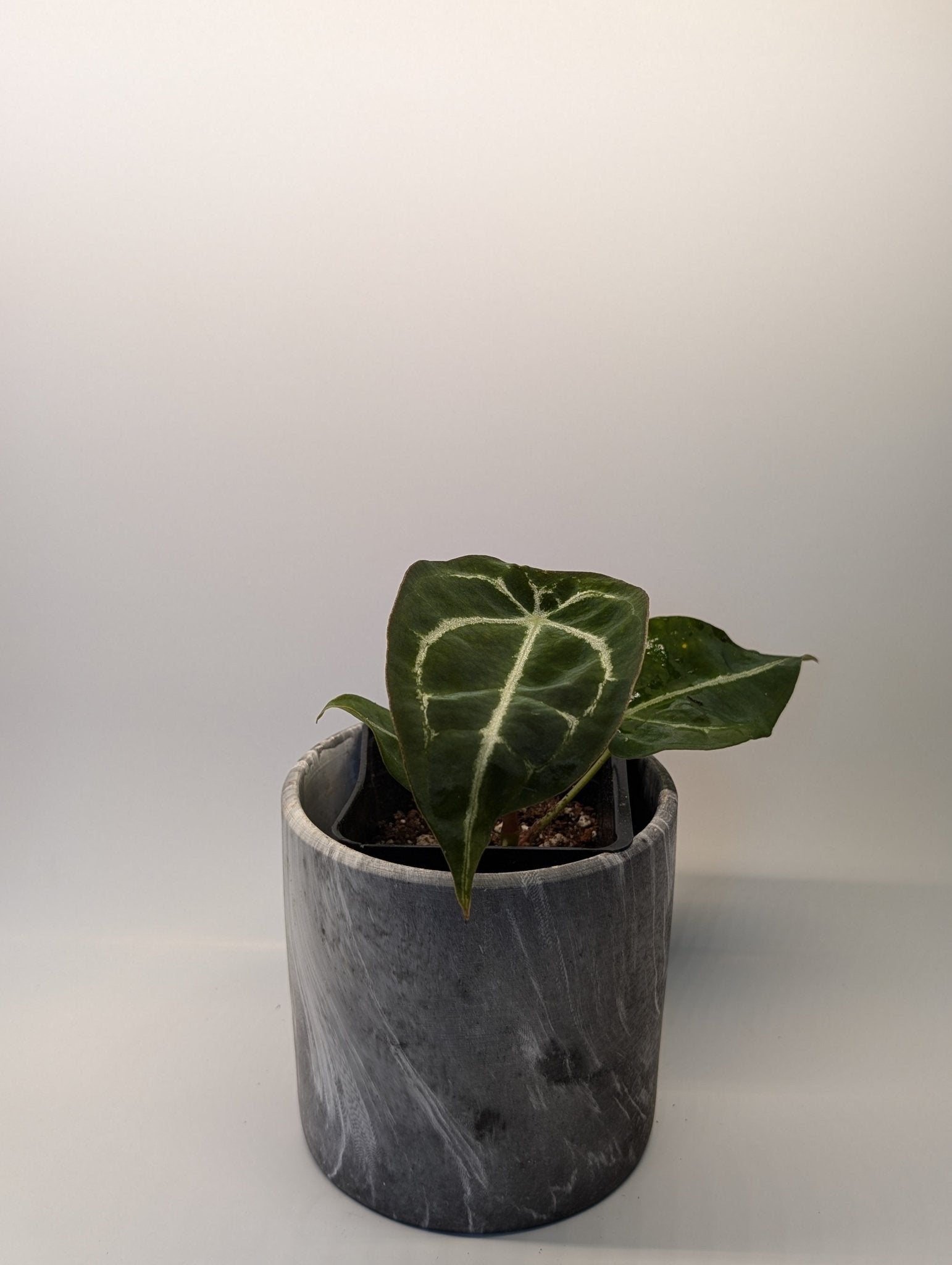 Anthurium Silver Streak x Forgetii