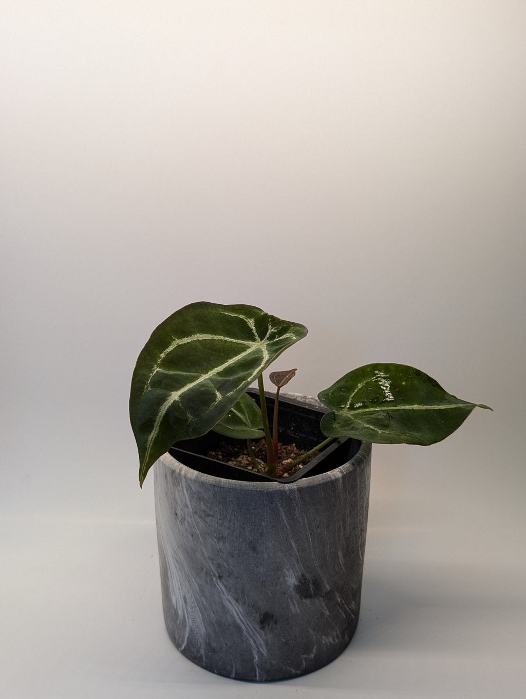 Anthurium Silver Streak x Forgetii