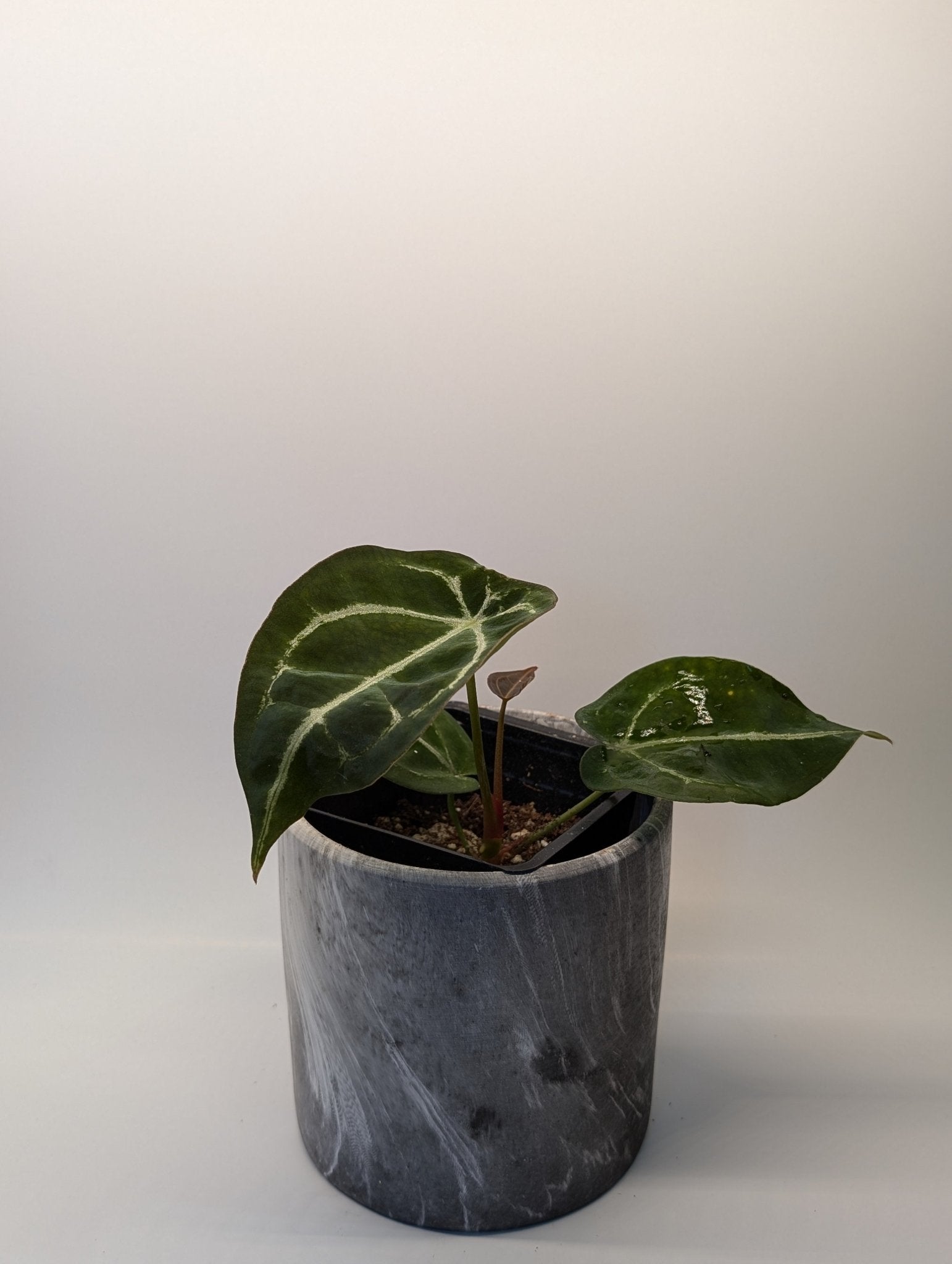 Anthurium Silver Streak x Forgetii