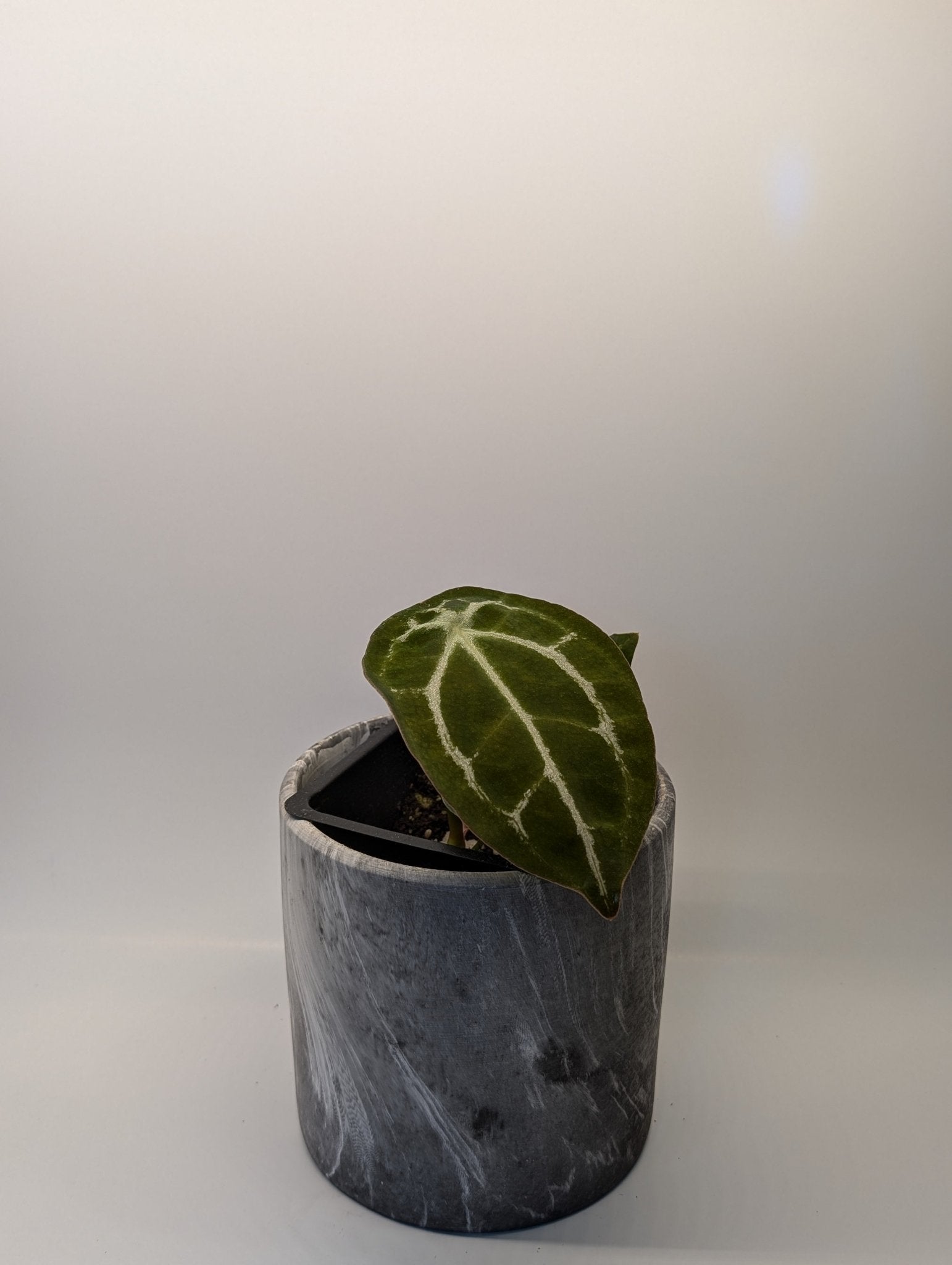 Anthurium Silver Streak x Forgetii