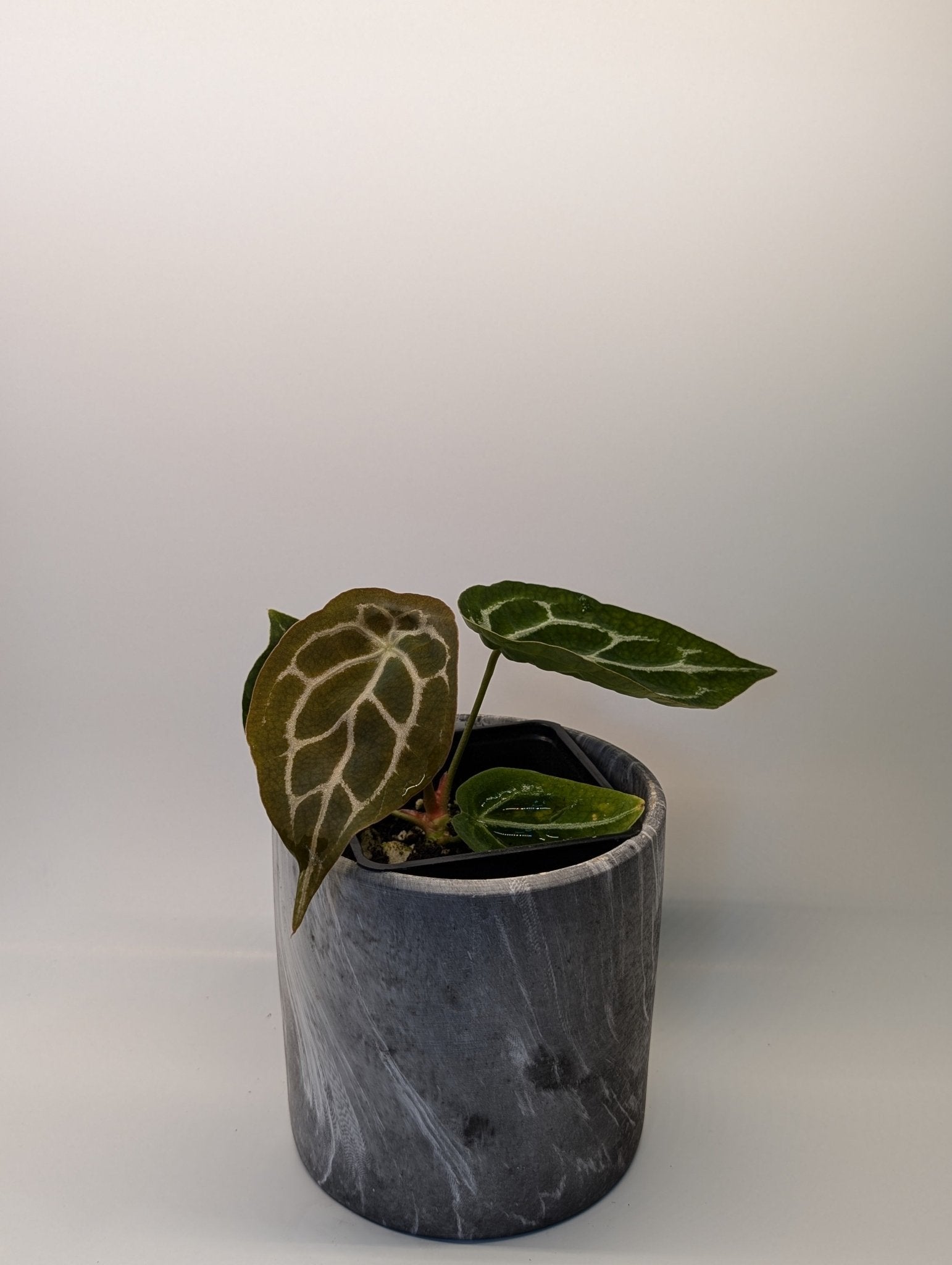 Anthurium Silver Streak x Forgetii