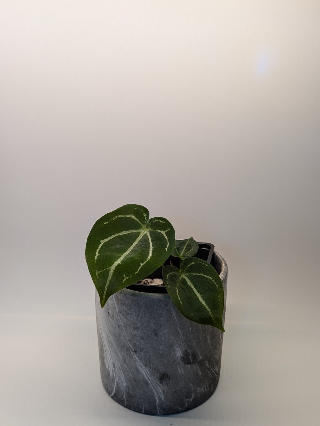 Anthurium Silver Streak x Forgetii