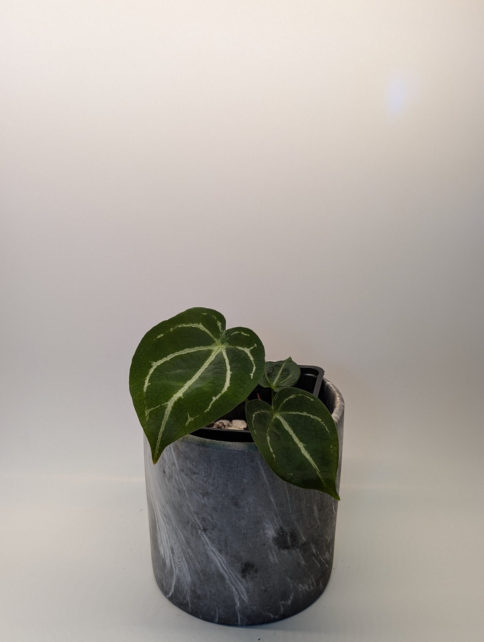 Anthurium Silver Streak x Forgetii