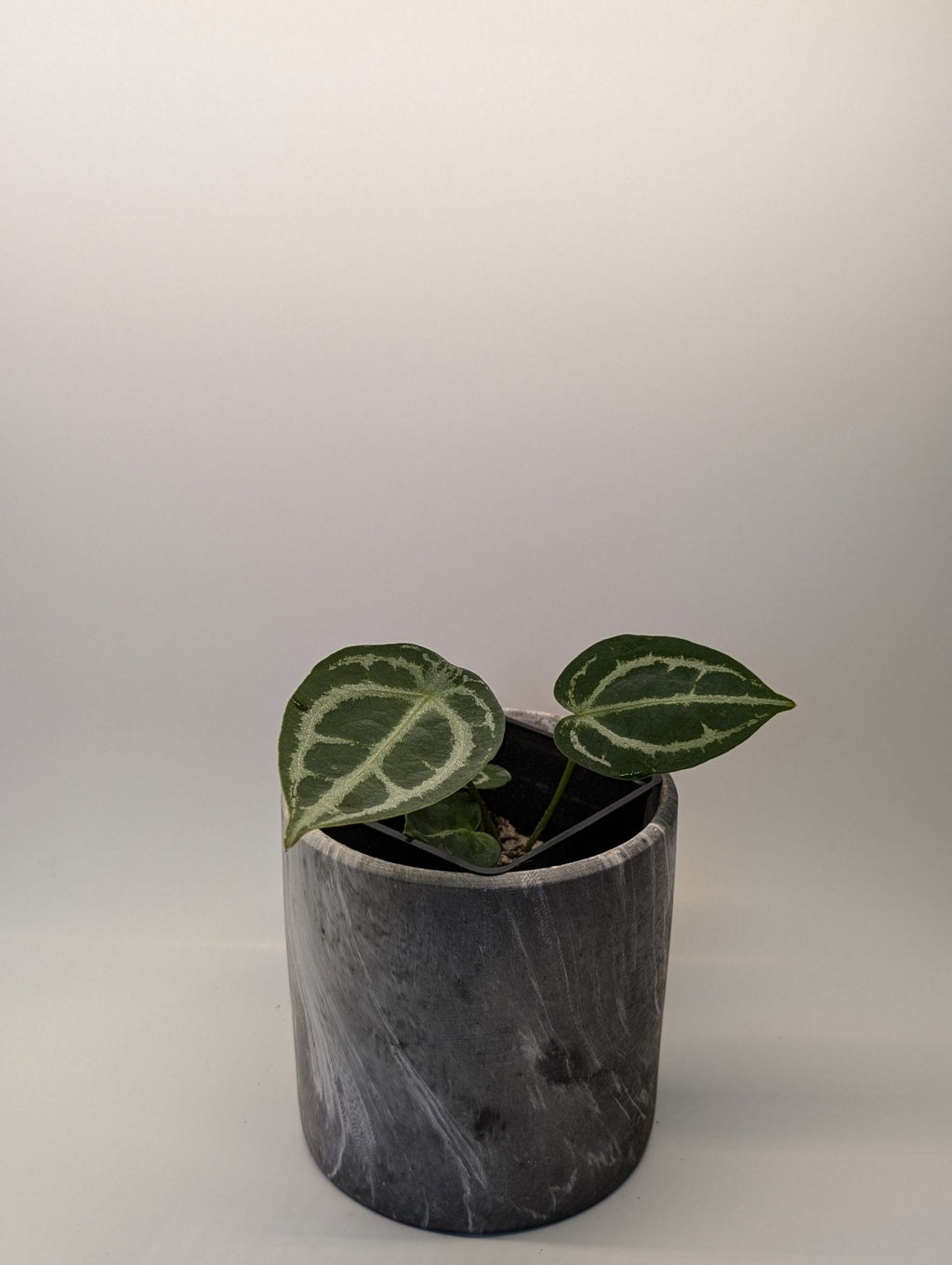 Anthurium Silver Streak x Forgetii