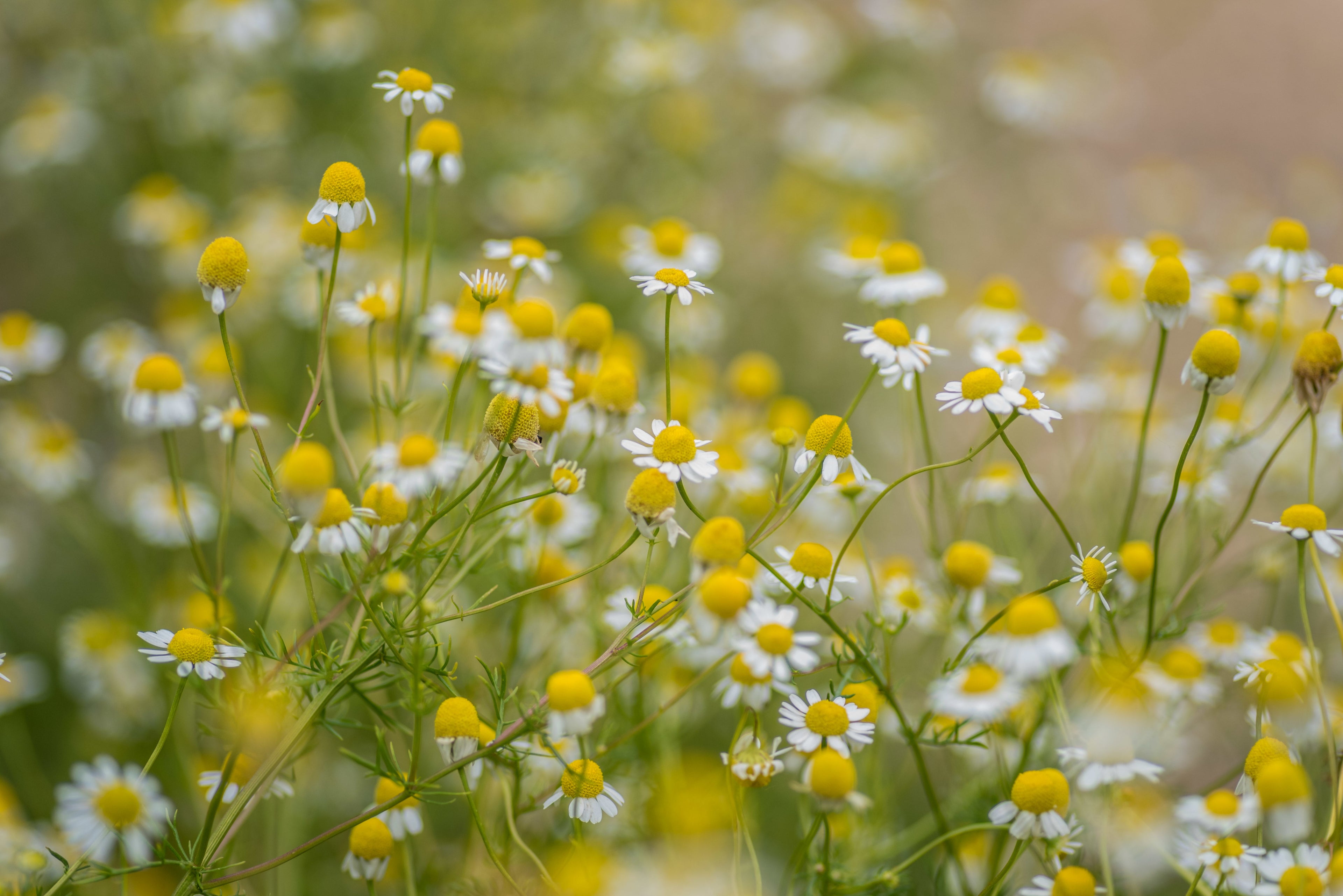 Grass Fed Tallow Balm | Pack of 5