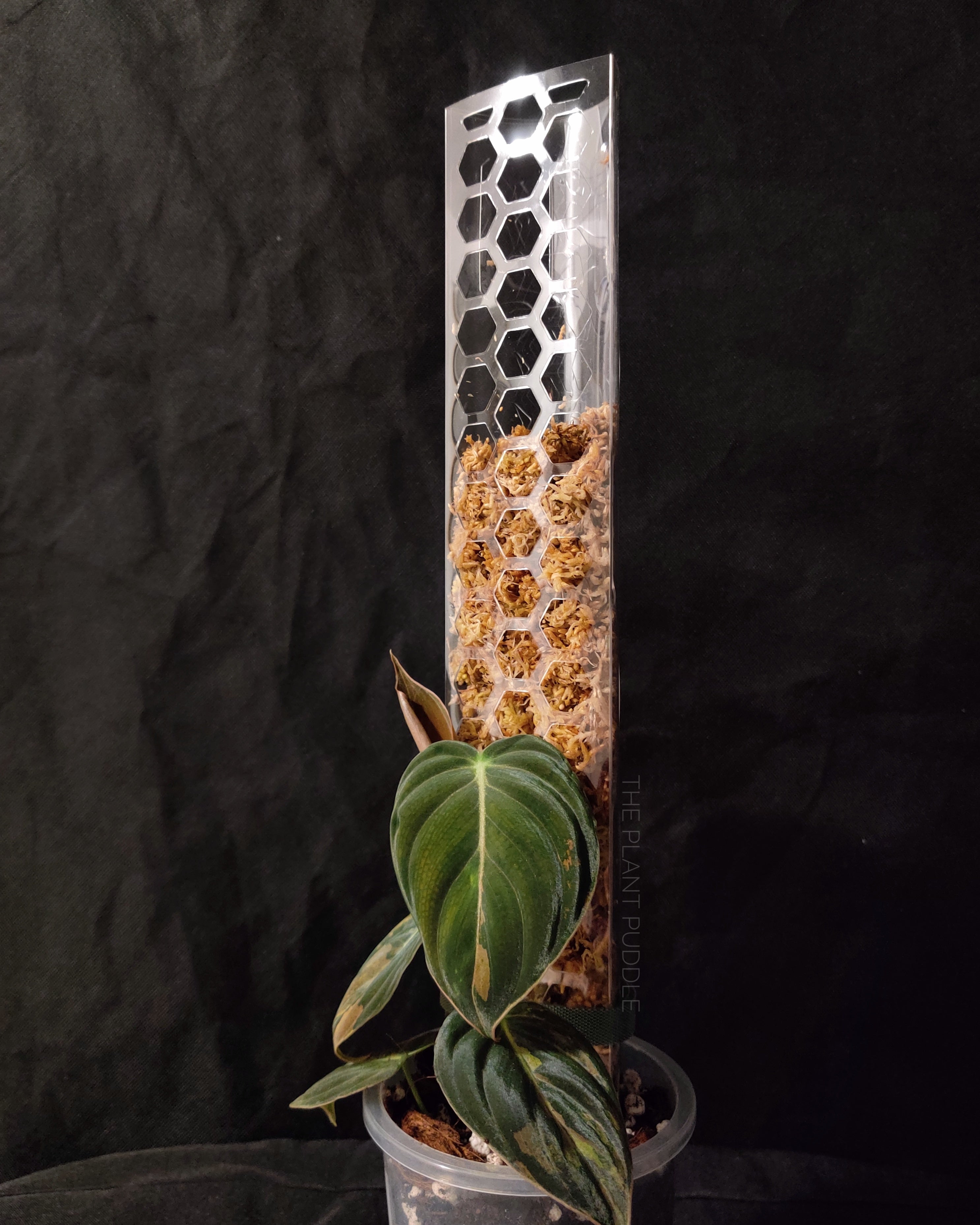 Moss Pole | Super Clear and Stackable