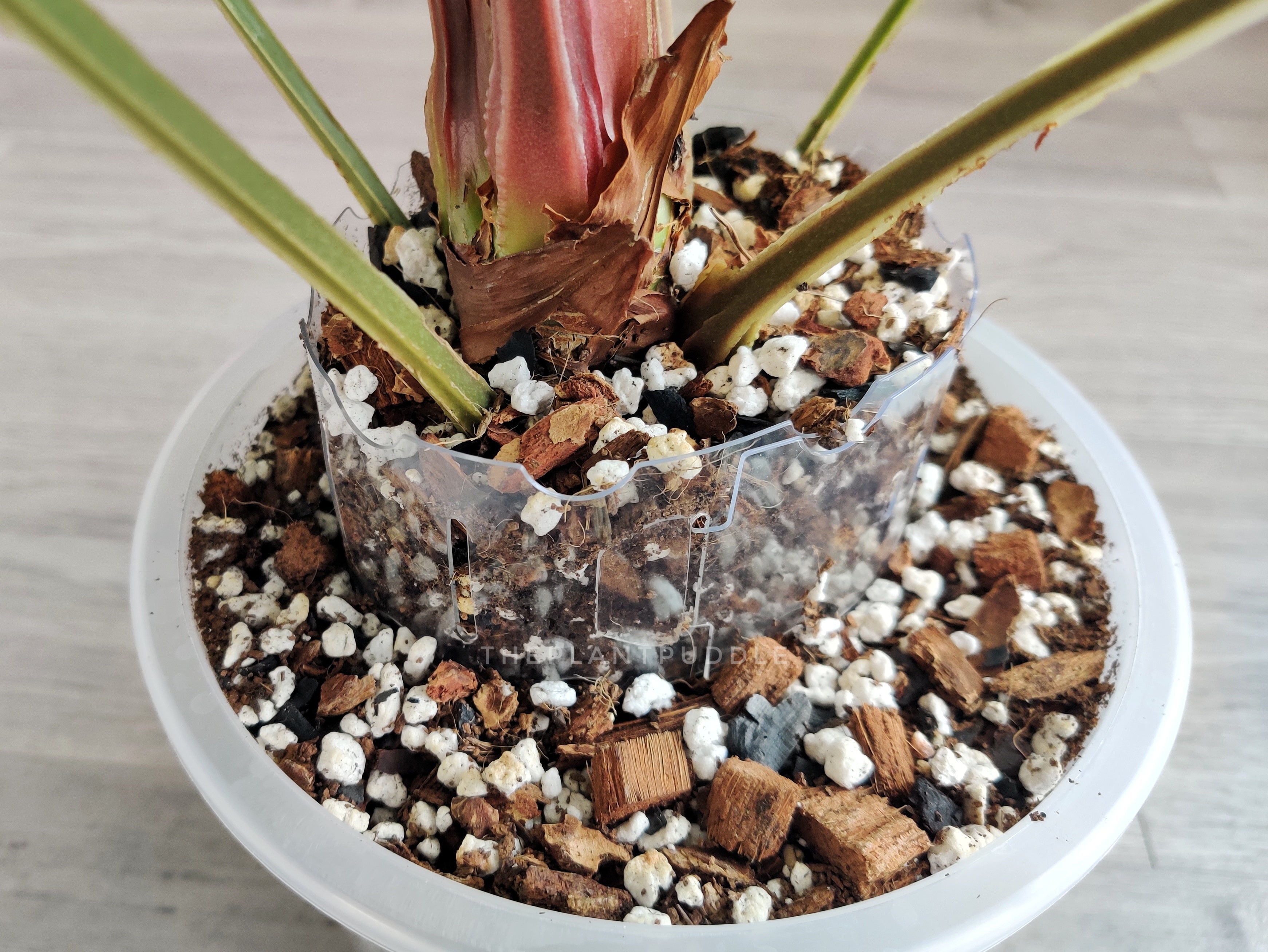 Plant Pot Extender | Super Clear and Stackable