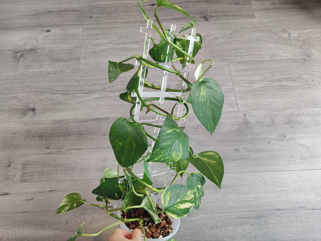 Fence Lattice Plant Trellis | Super Clear Acrylic