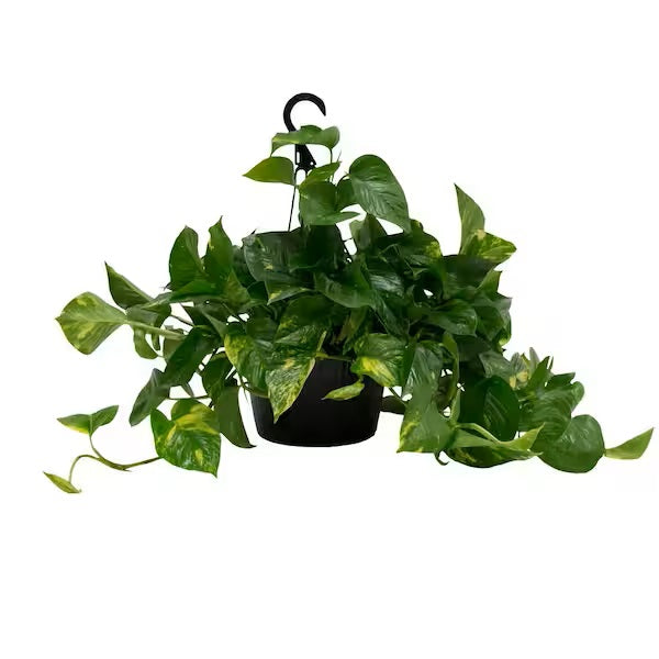 Marble Queen Pothos | Epipremnum Aureum Marble Queen