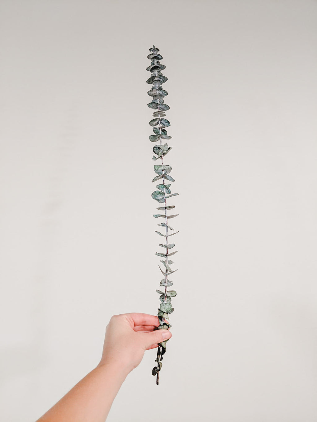Preserved Eucalyptus Stems | Medium