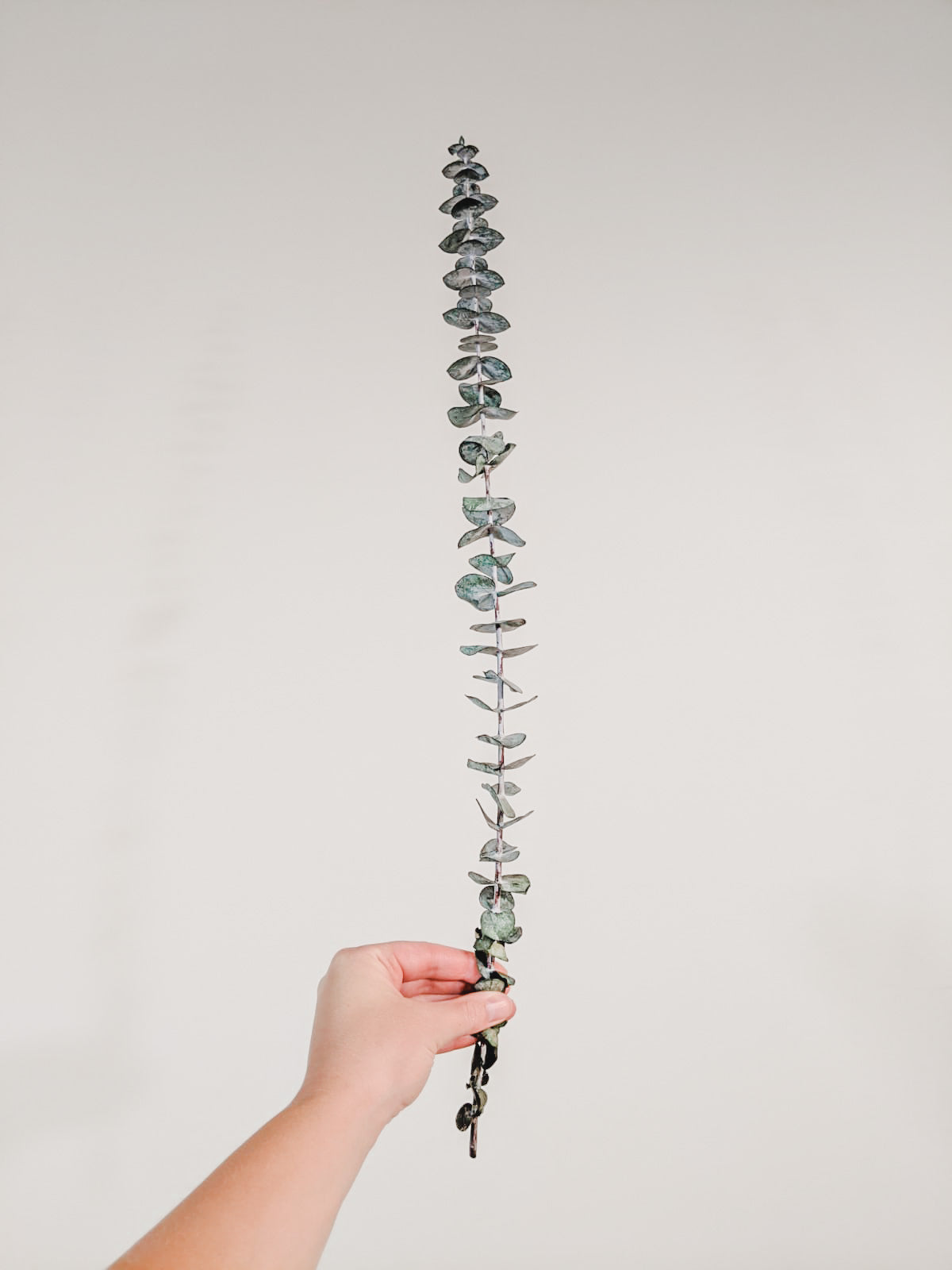 Preserved Eucalyptus Stems | Medium