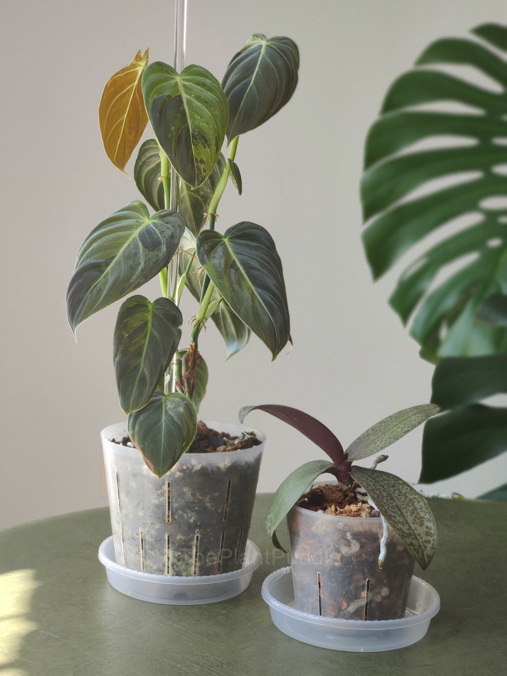 Super Flexible High Drainage Plant Pots | Perfect for Orchids and Aroids