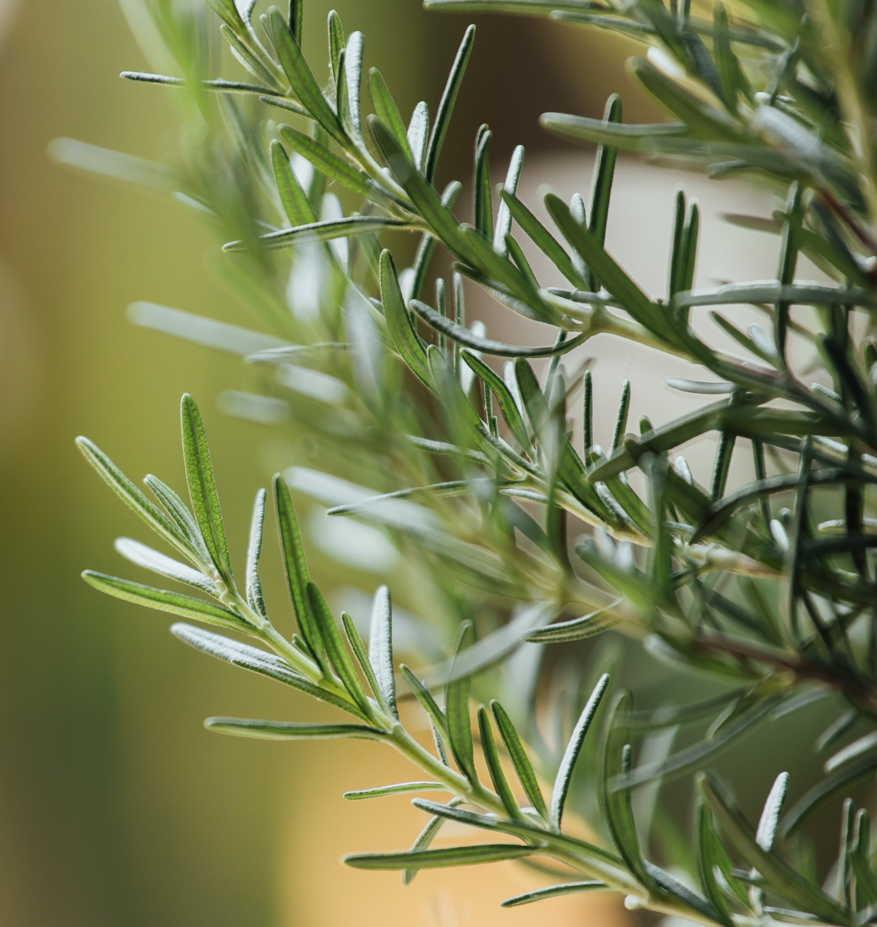 Grass Fed Tallow Balm