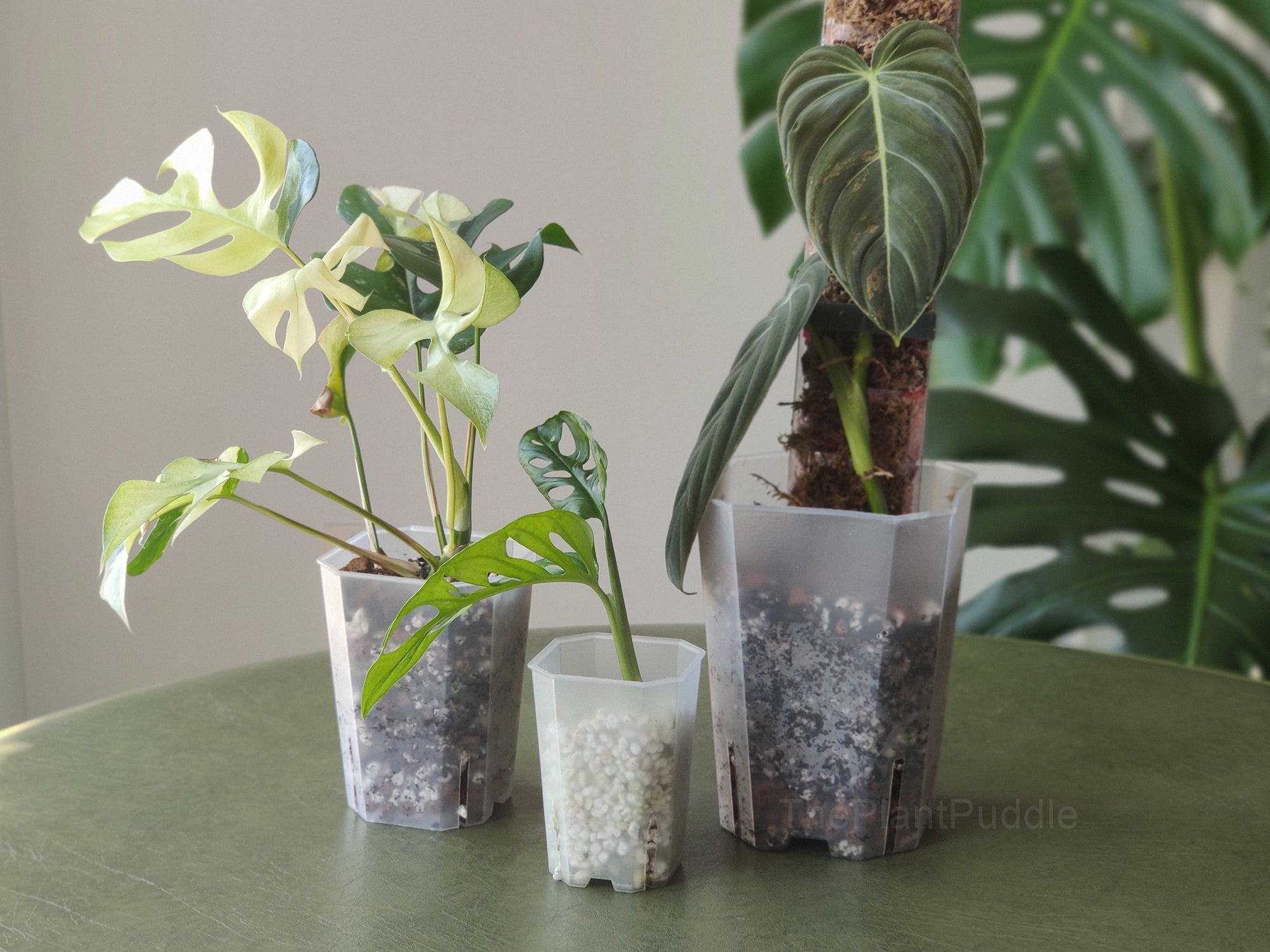 Square Frosted Plant Pot | High Drainage and Easy to Organize