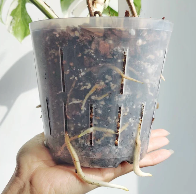 Super Flexible High Drainage Plant Pots | Perfect for Orchids and Aroids